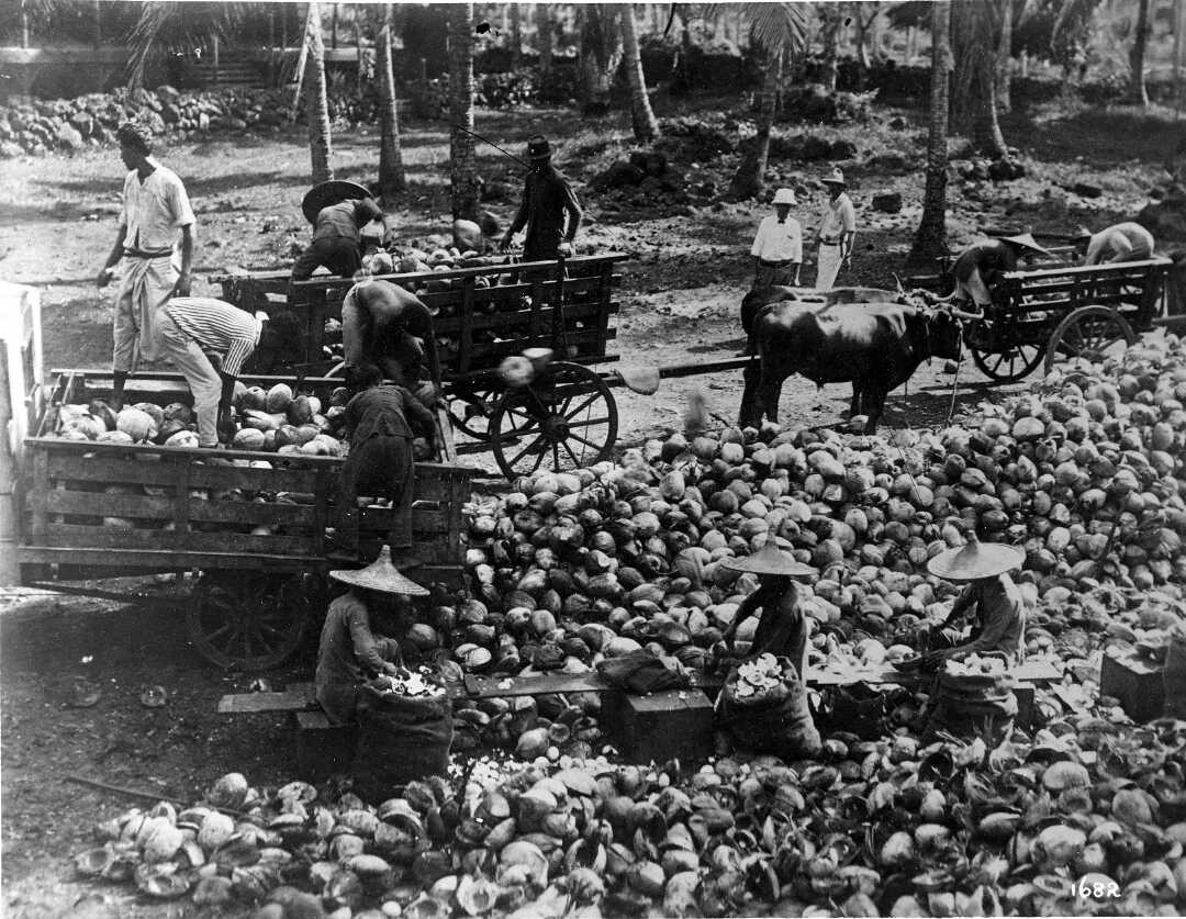 Chinese labourers in wide-brimmed woven hats sit among piles of coconuts.