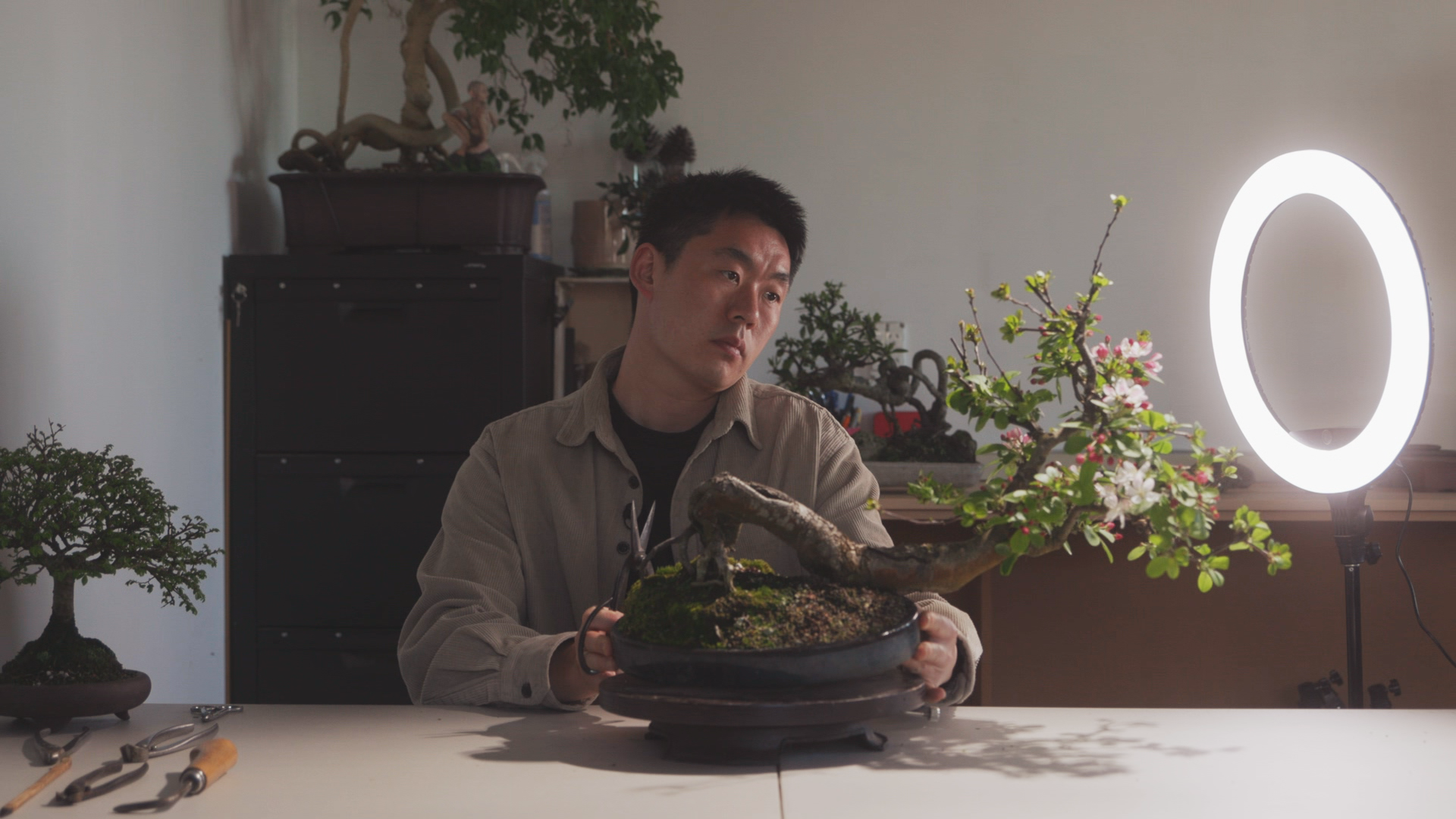 Steven Yin looking at a bonsai tree.