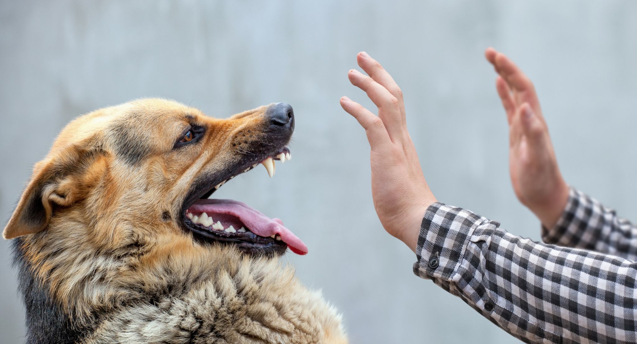 Colorado Dog Bite Law: Do You Have a Case?