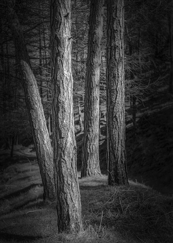 Trees through a pinhole     