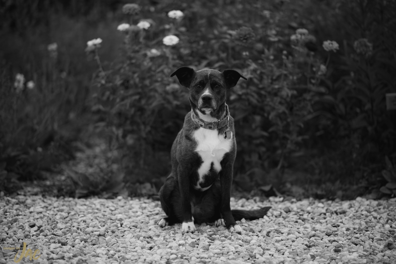 Dog in flowers