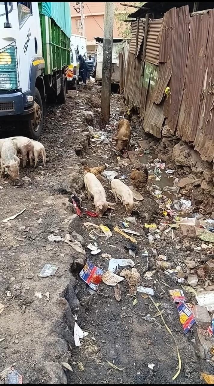 Pigs roaming in the streets of Majengo estate, Nyeri