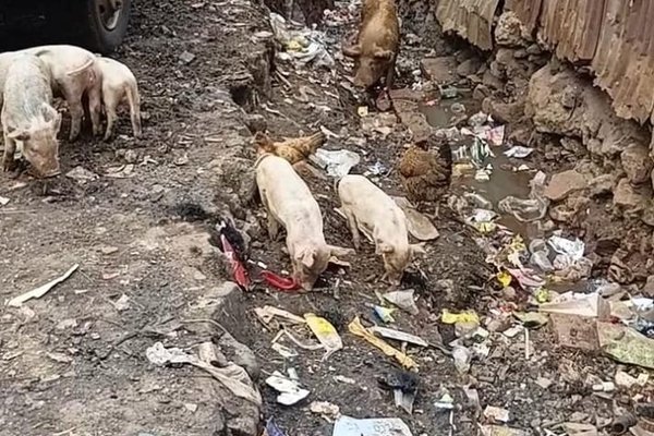 Concerns over pig menace in Majengo, Nyeri