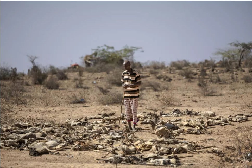 Bishar Maalim Mohammed stands in a graveyard of his livestock in Hawara village. He lost his heard of 170 goats