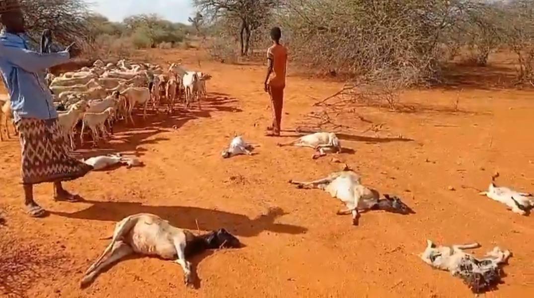 A herder at Jiqow in Mandera, Abdirahman Ahmed Gedi ponders over the loss of his goats and sheep which were decimated by the drought. (Picture: Courtesy)