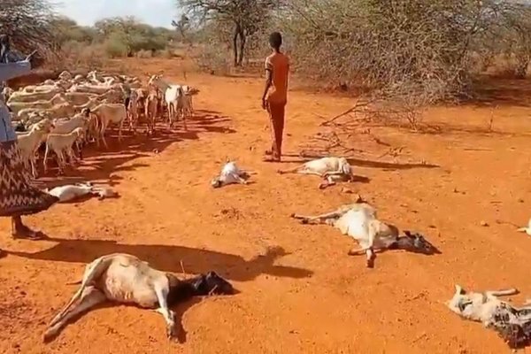 Declare drought a national disaster, NEP leaders urge government