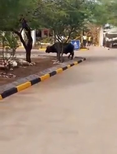 A stray buffalo which caused a stir at Manda Airport, Lamu