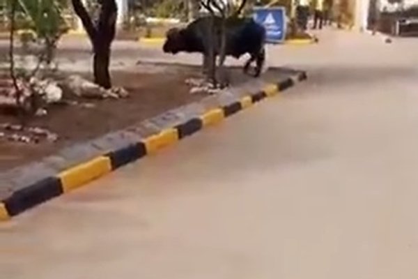 Lamu residents in protest over wildlife project