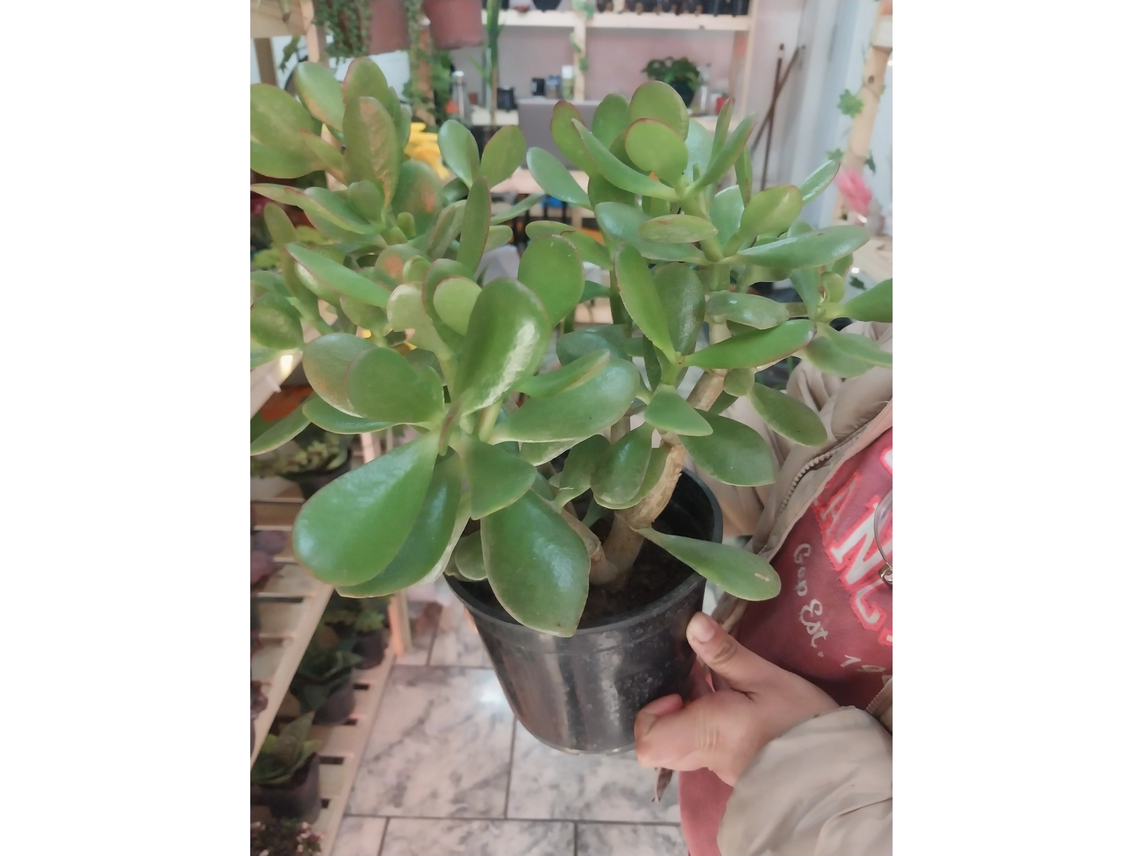 jade grande estilo bonsai