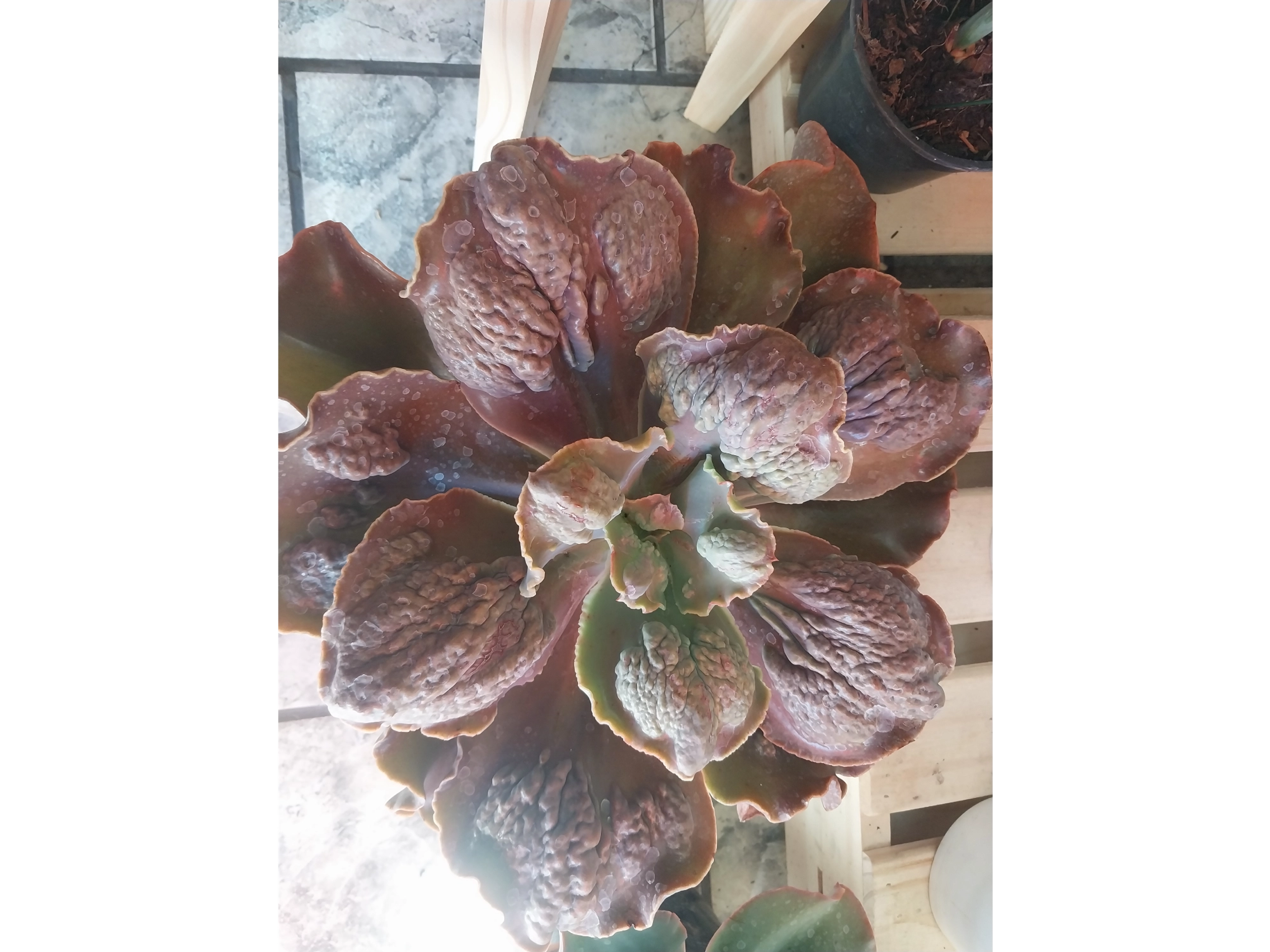 suculenta de coleccion