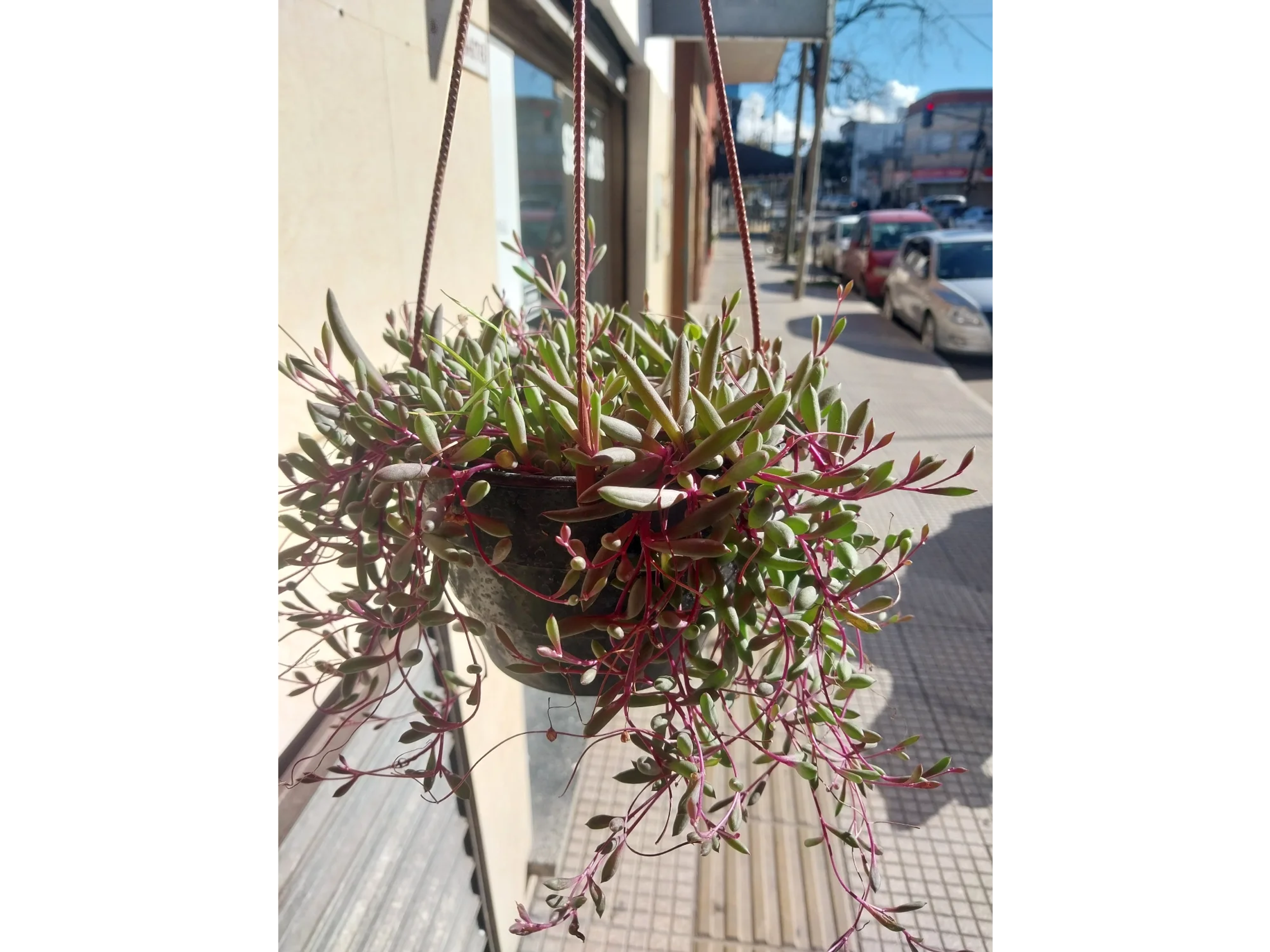 senesio con maceta