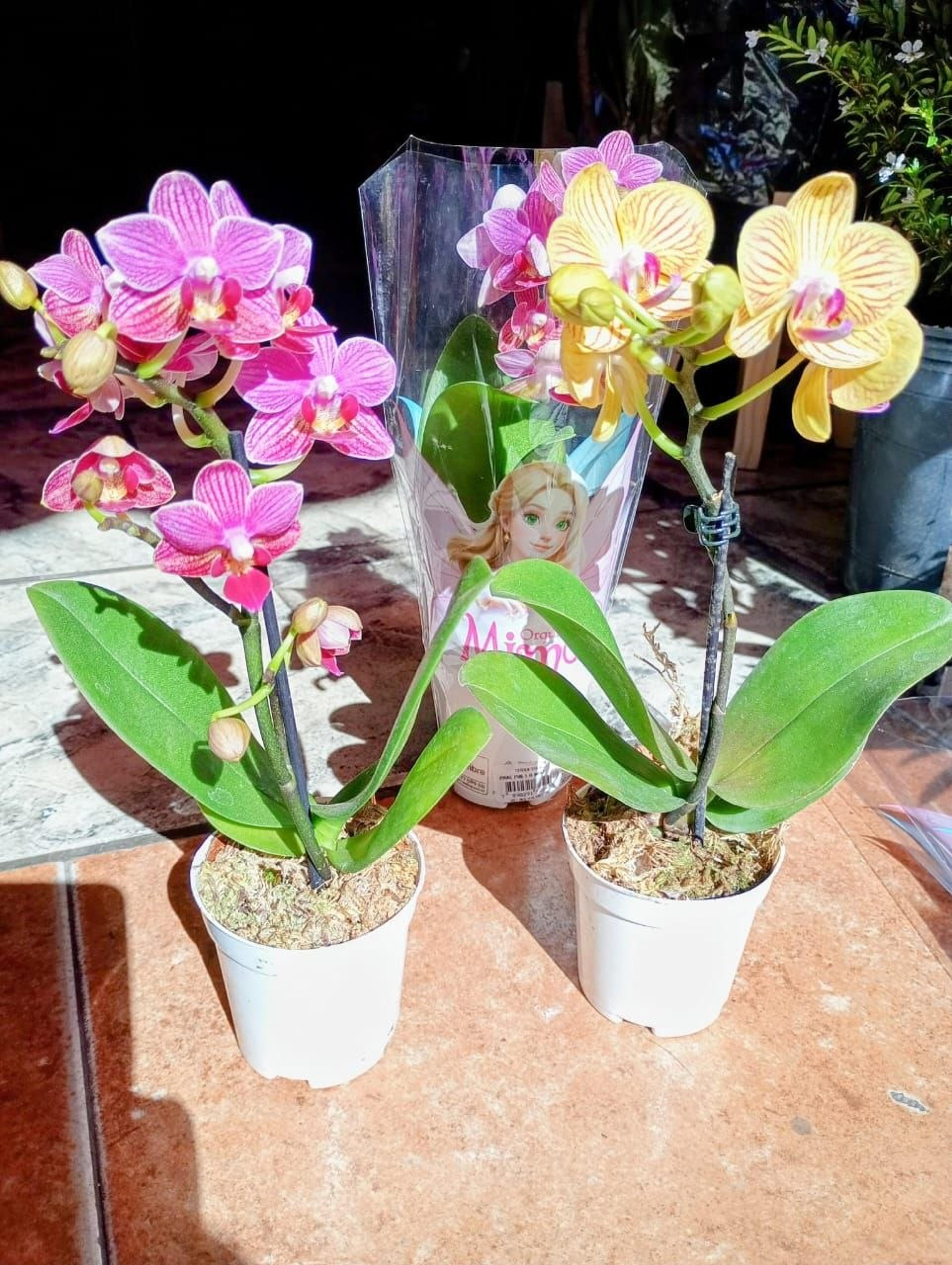Orquídeas Phalaenopsis Baby 30cm