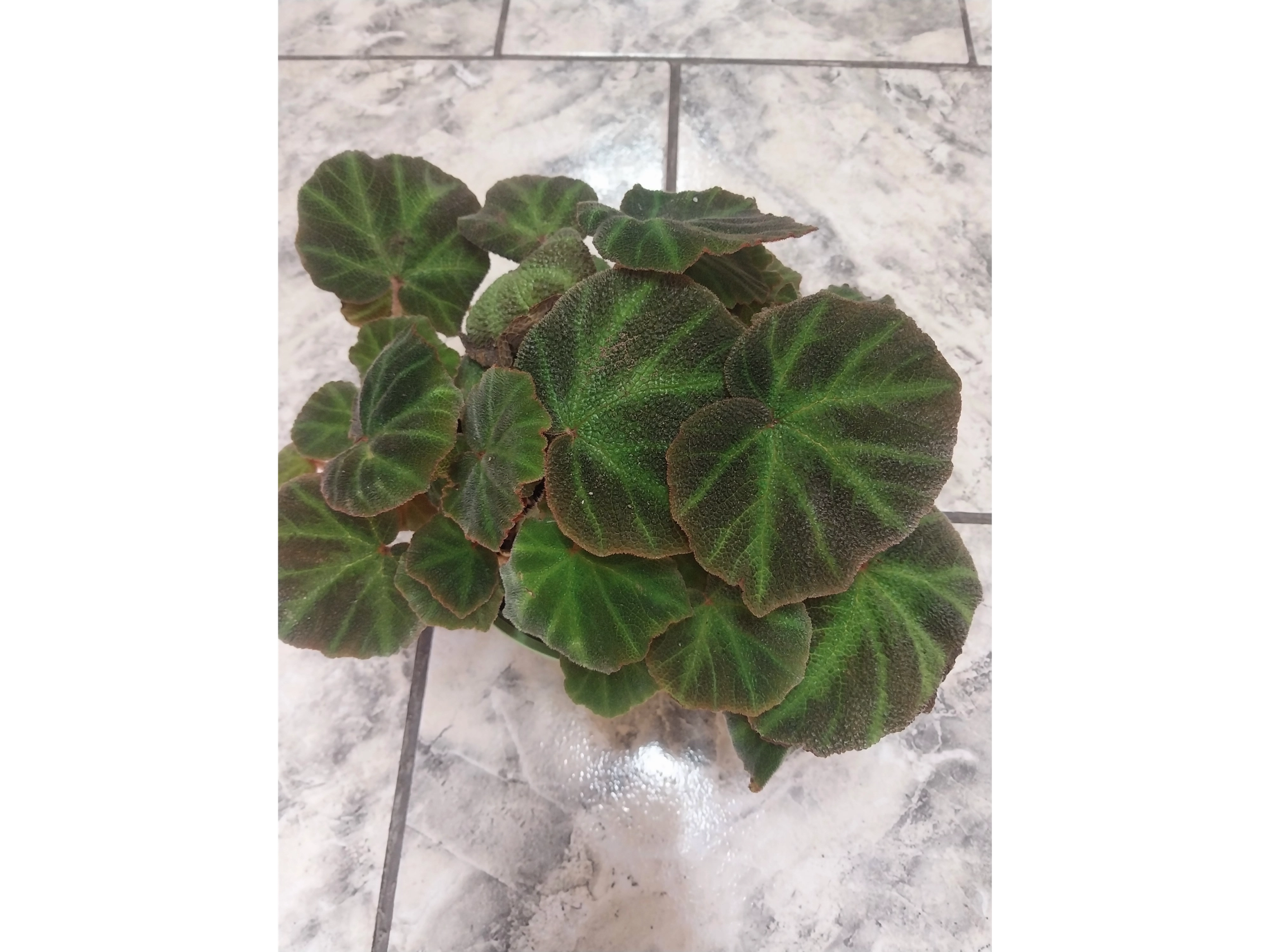 Begonia sapo