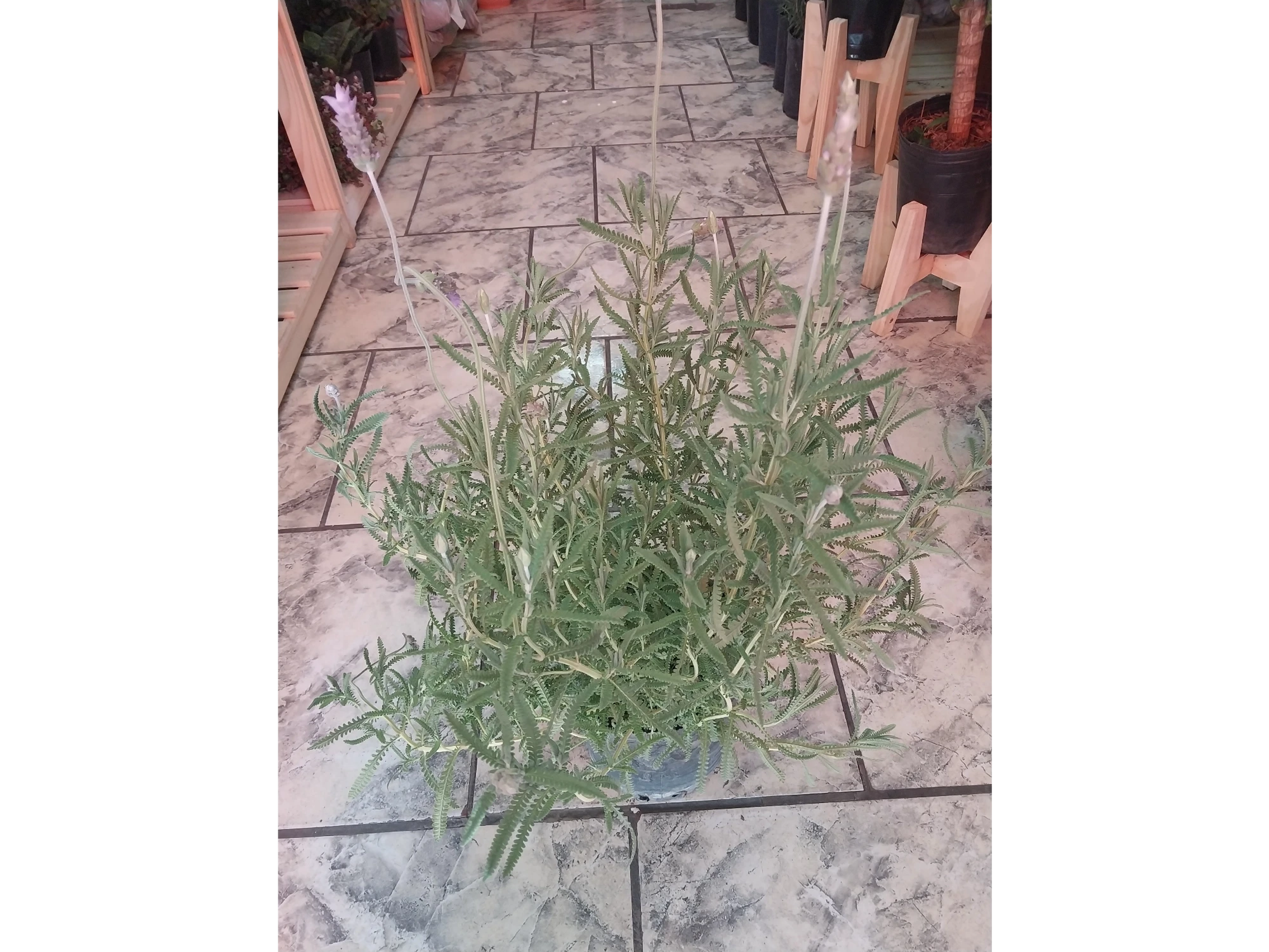 lavanda