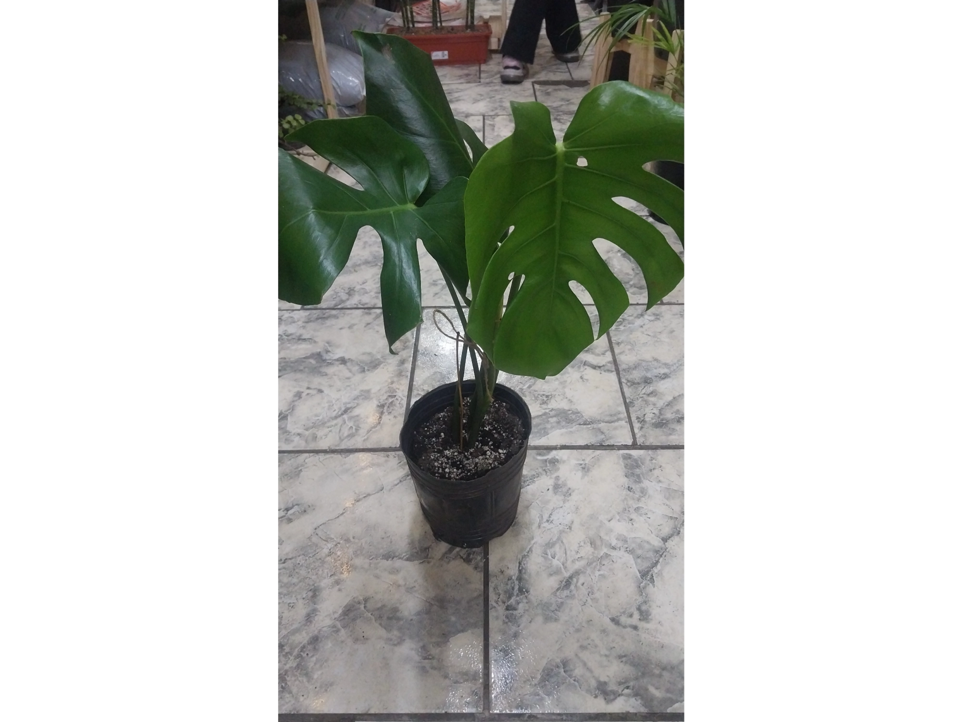 monstera o costilla de adan