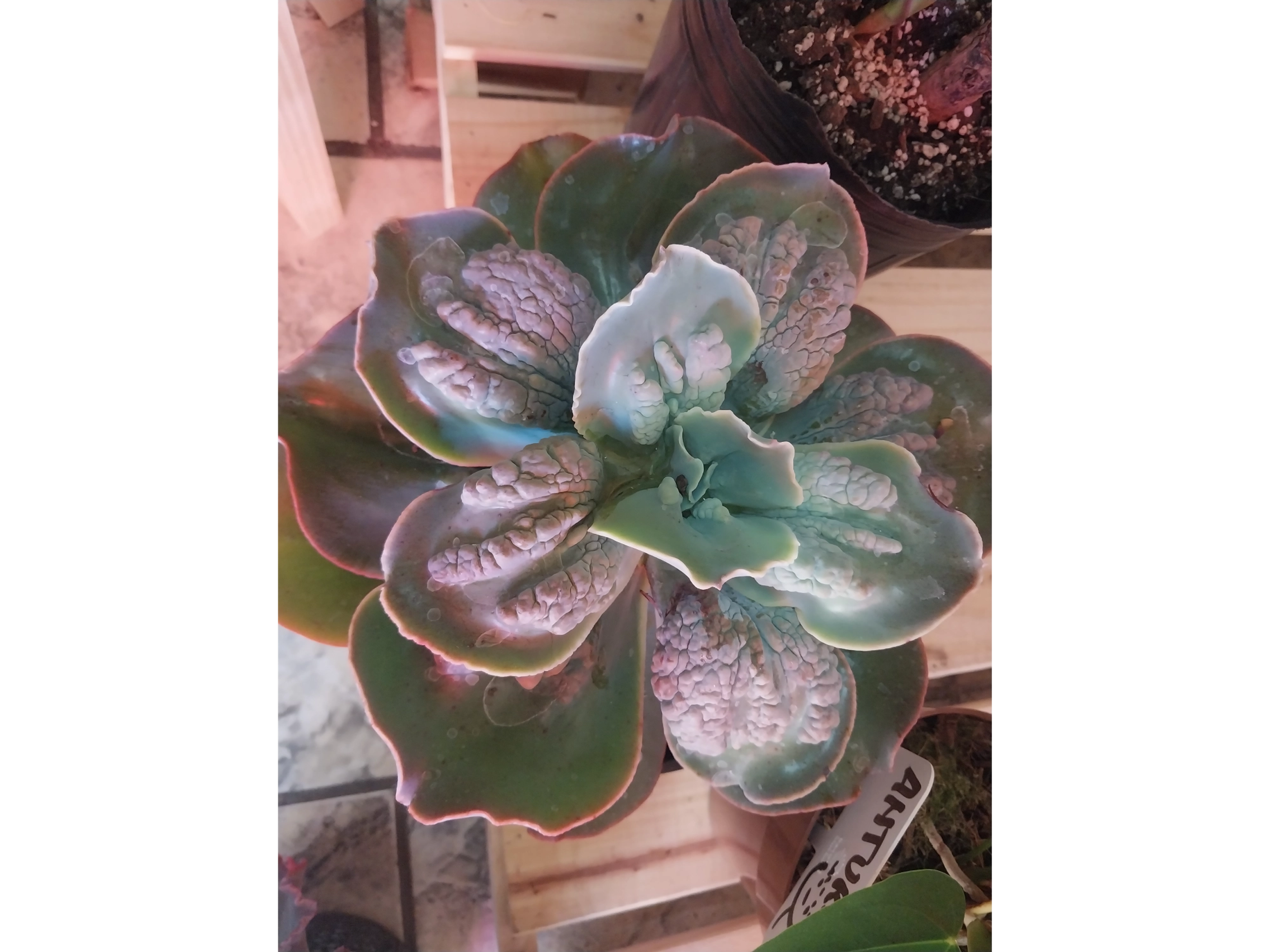 suculenta de coleccion