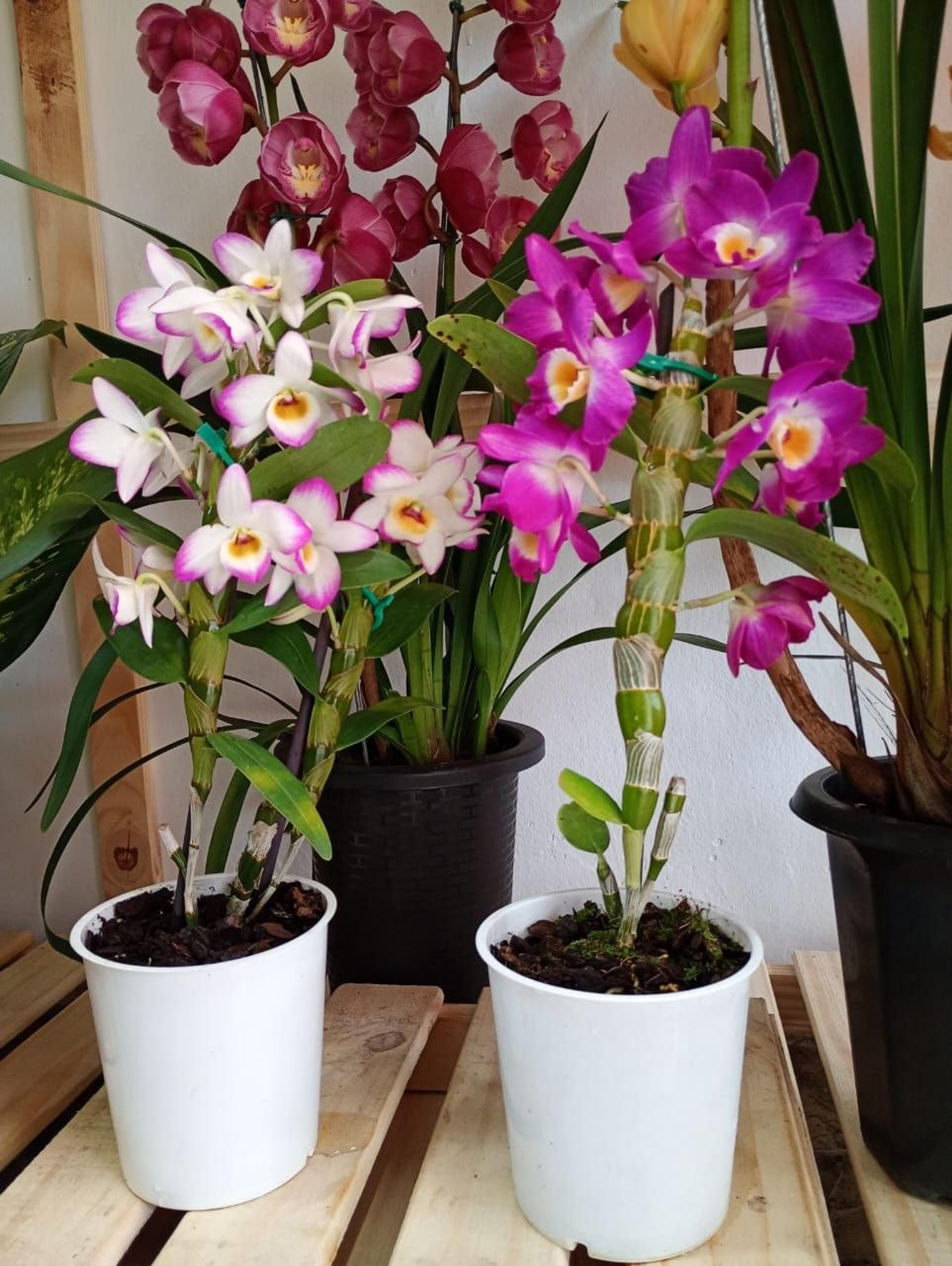 Orquídeas Dendrobium Nobile