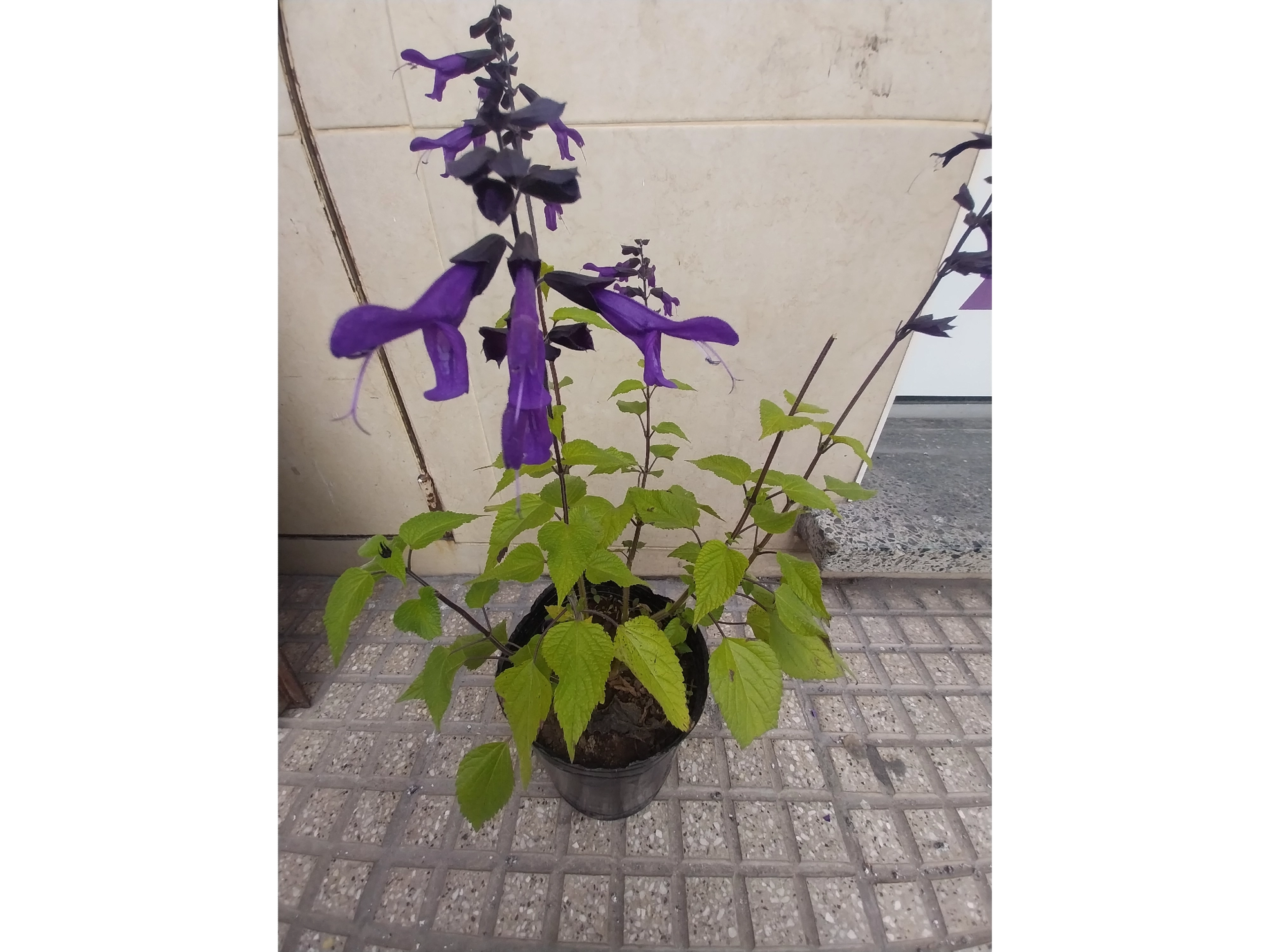 planta salvia atrae colibries