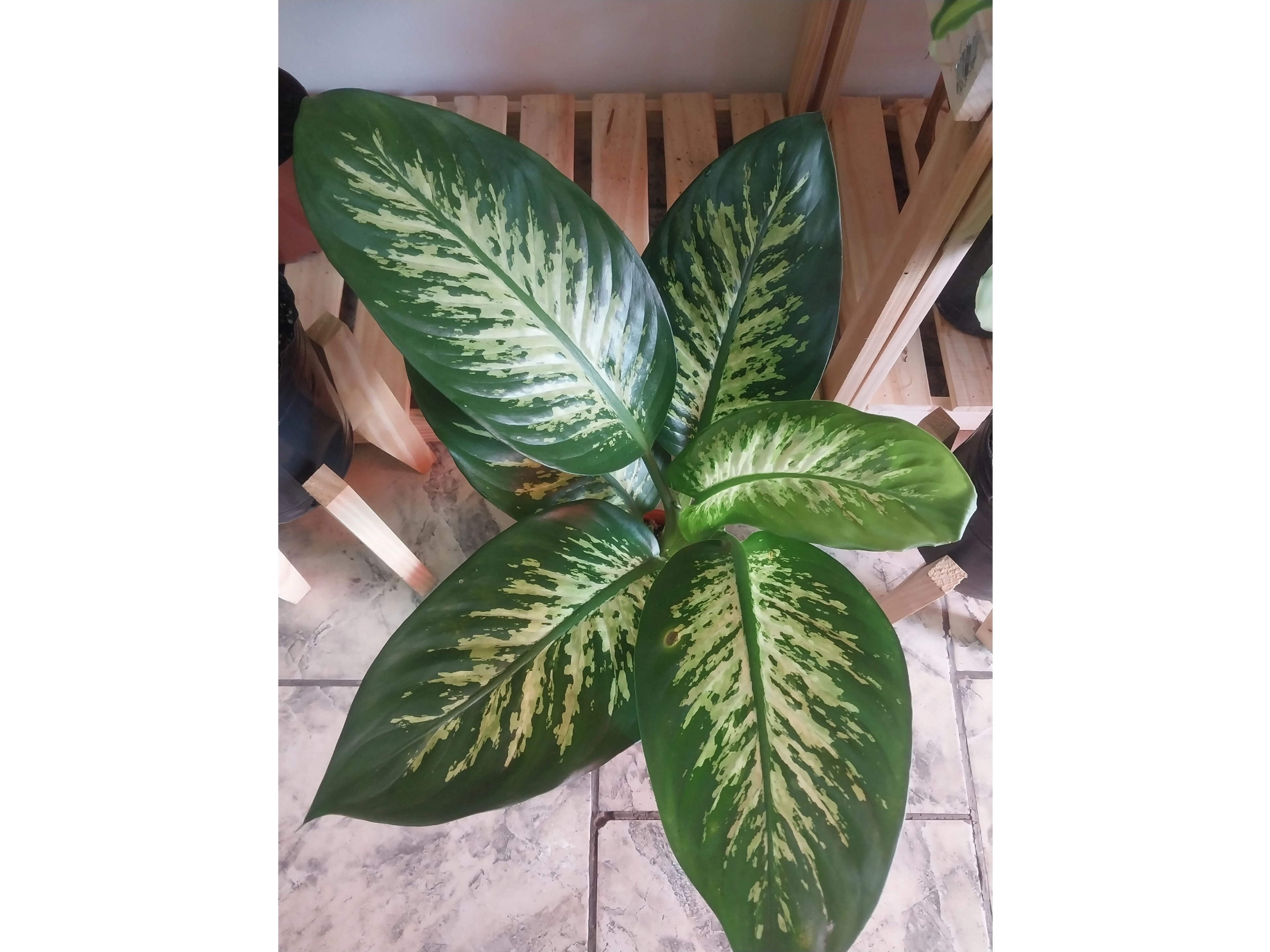 Diefenbachia tropic