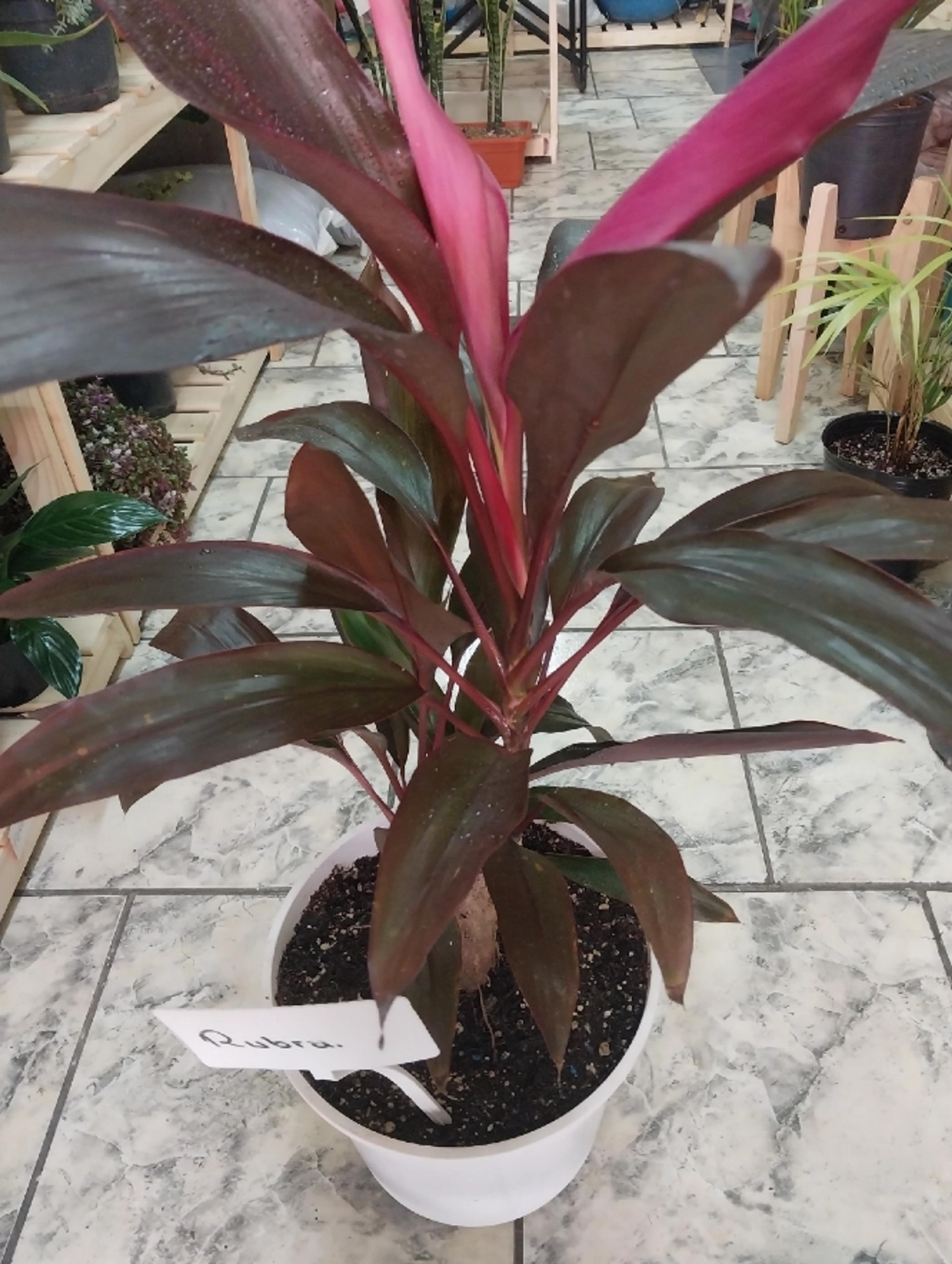 rubra