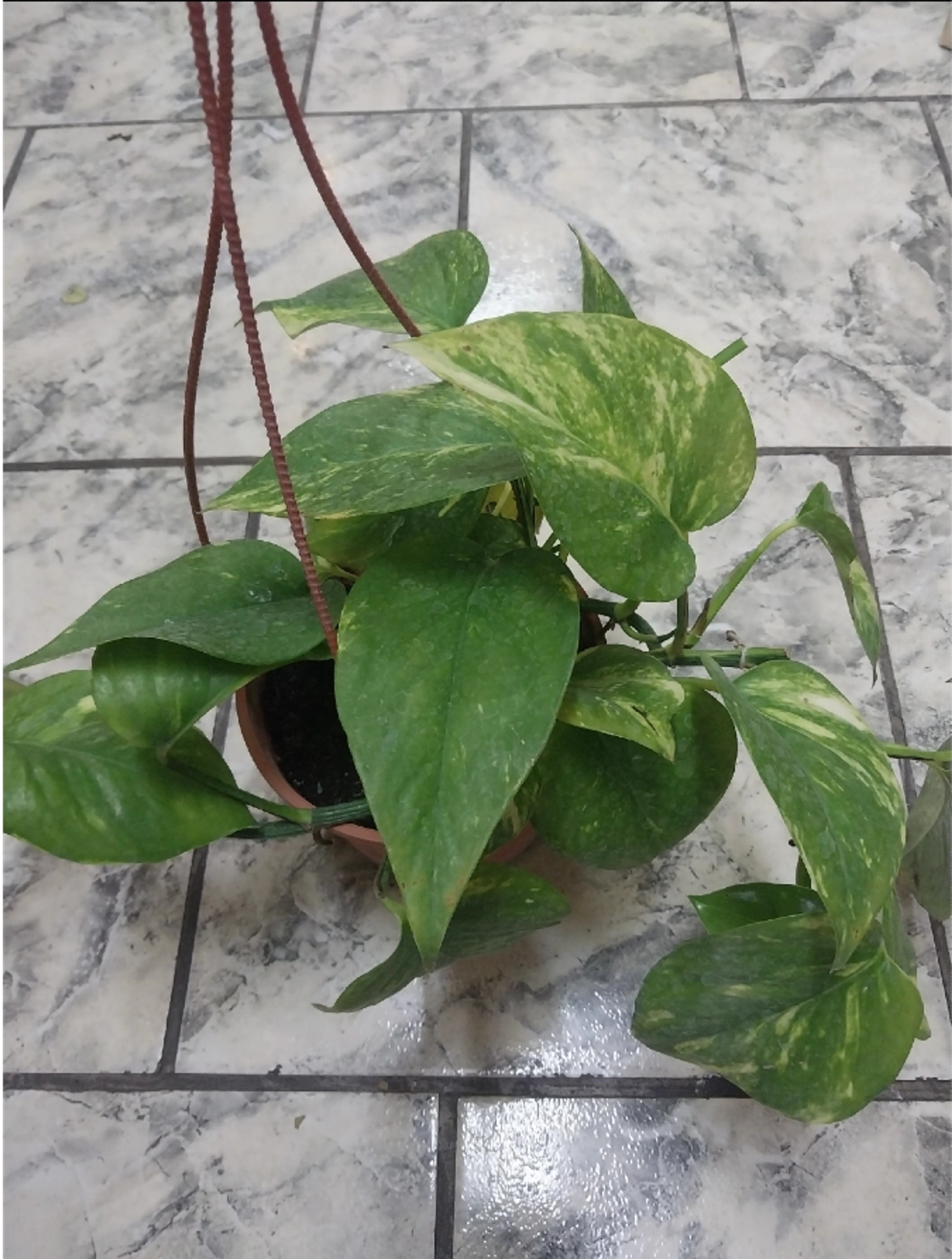 Pothus colgante