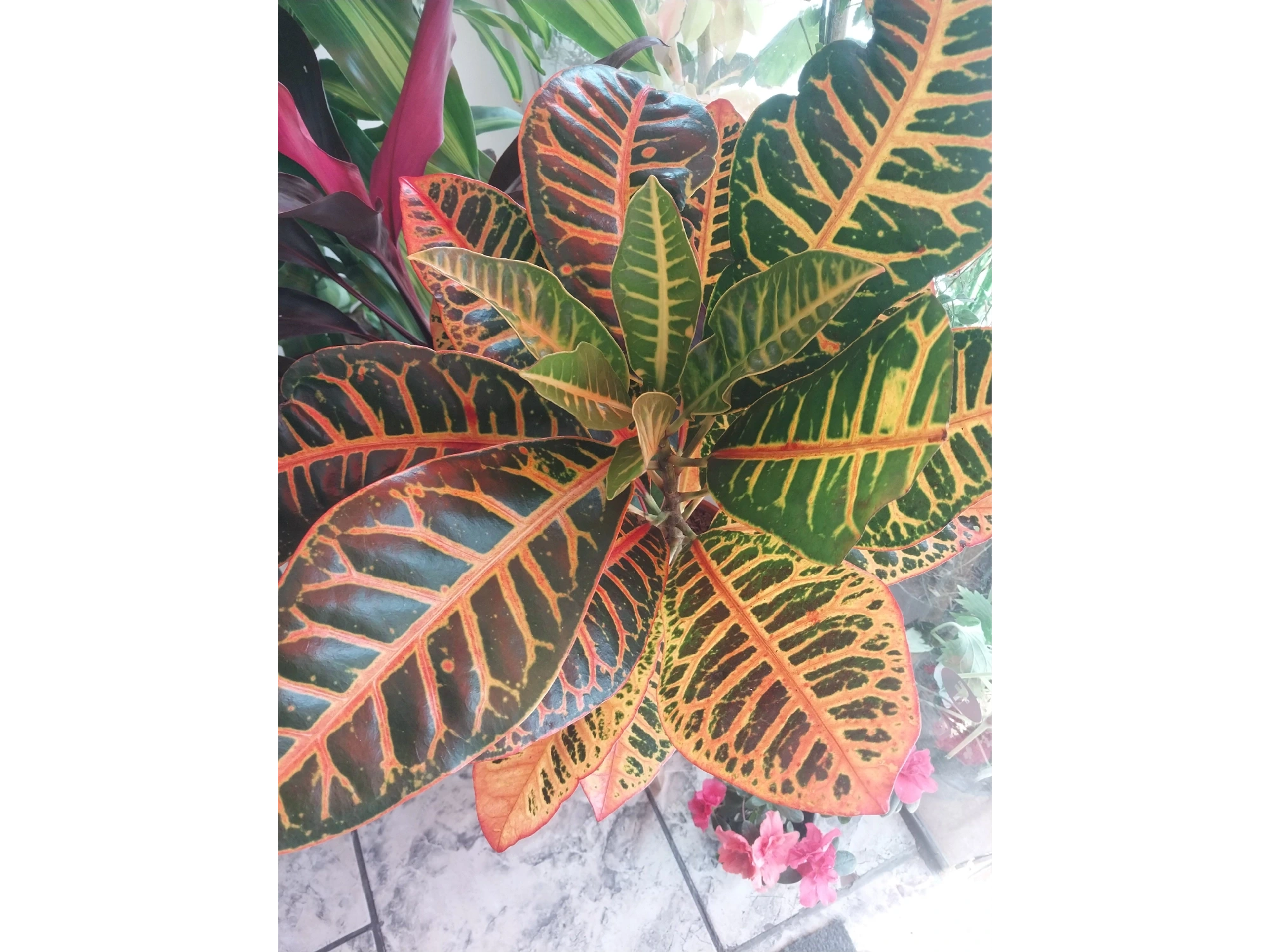 croton grande y chico