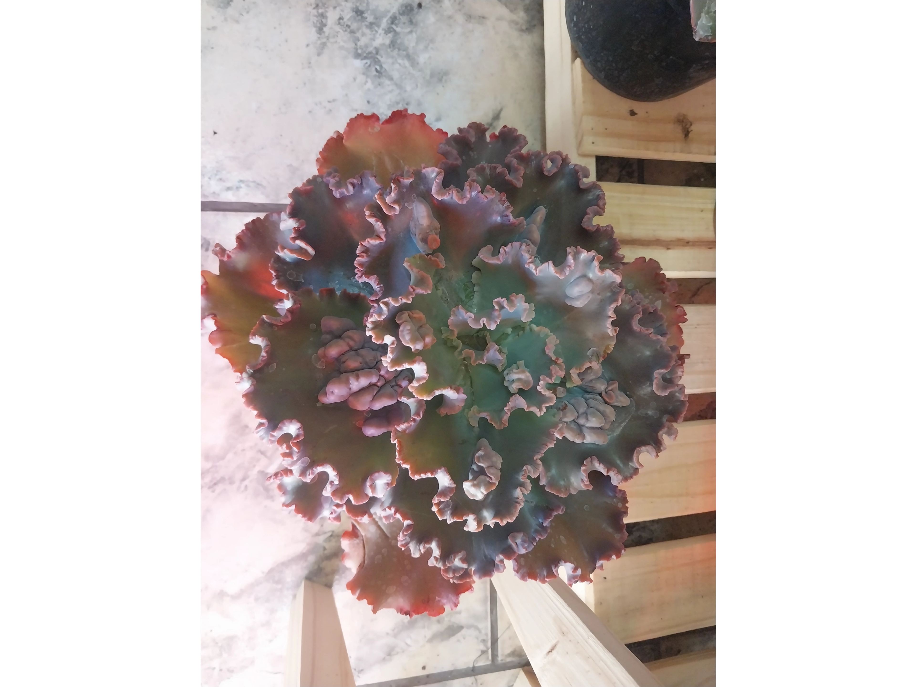 suculenta de coleccion