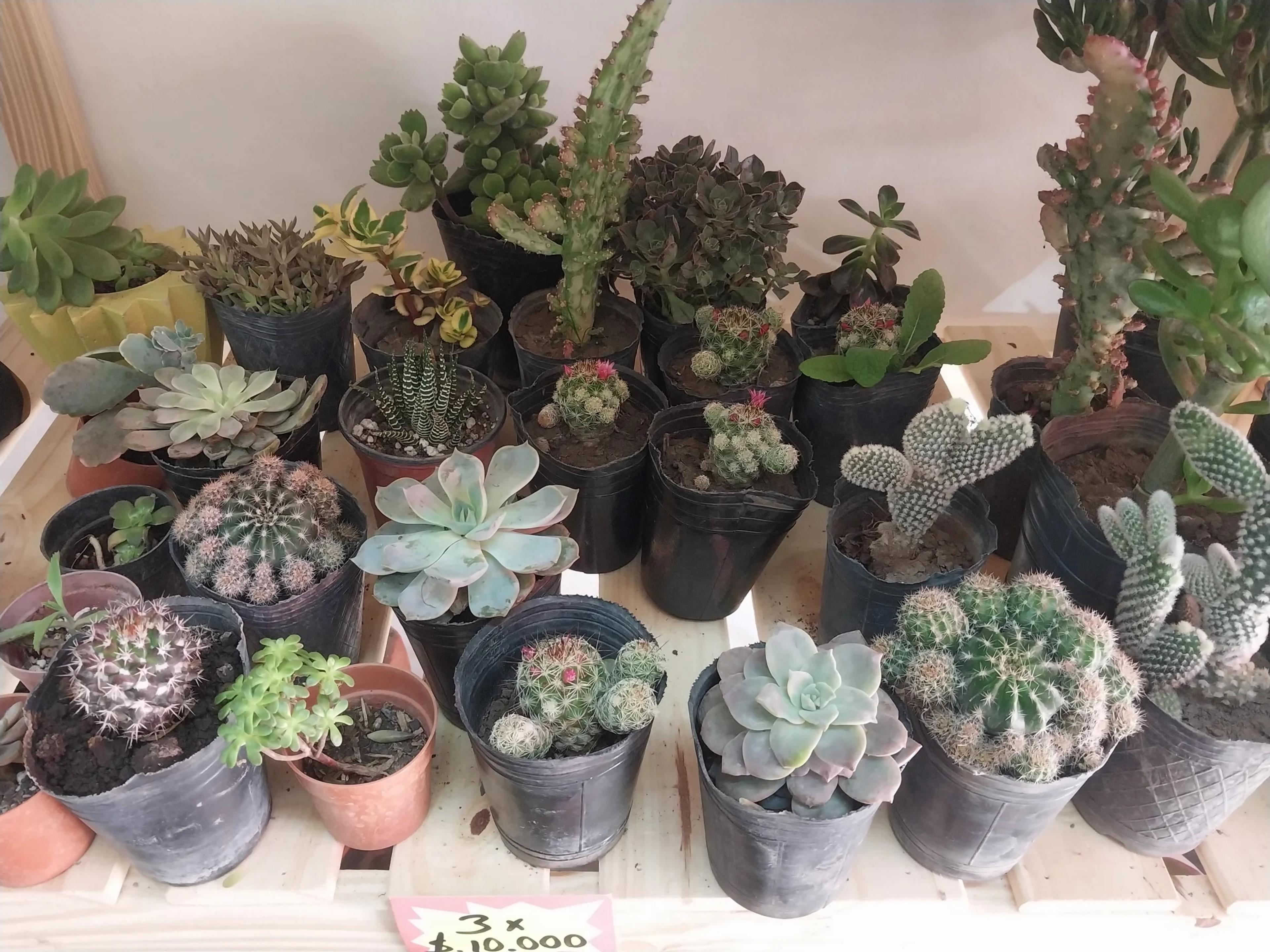 Cactus surtidos