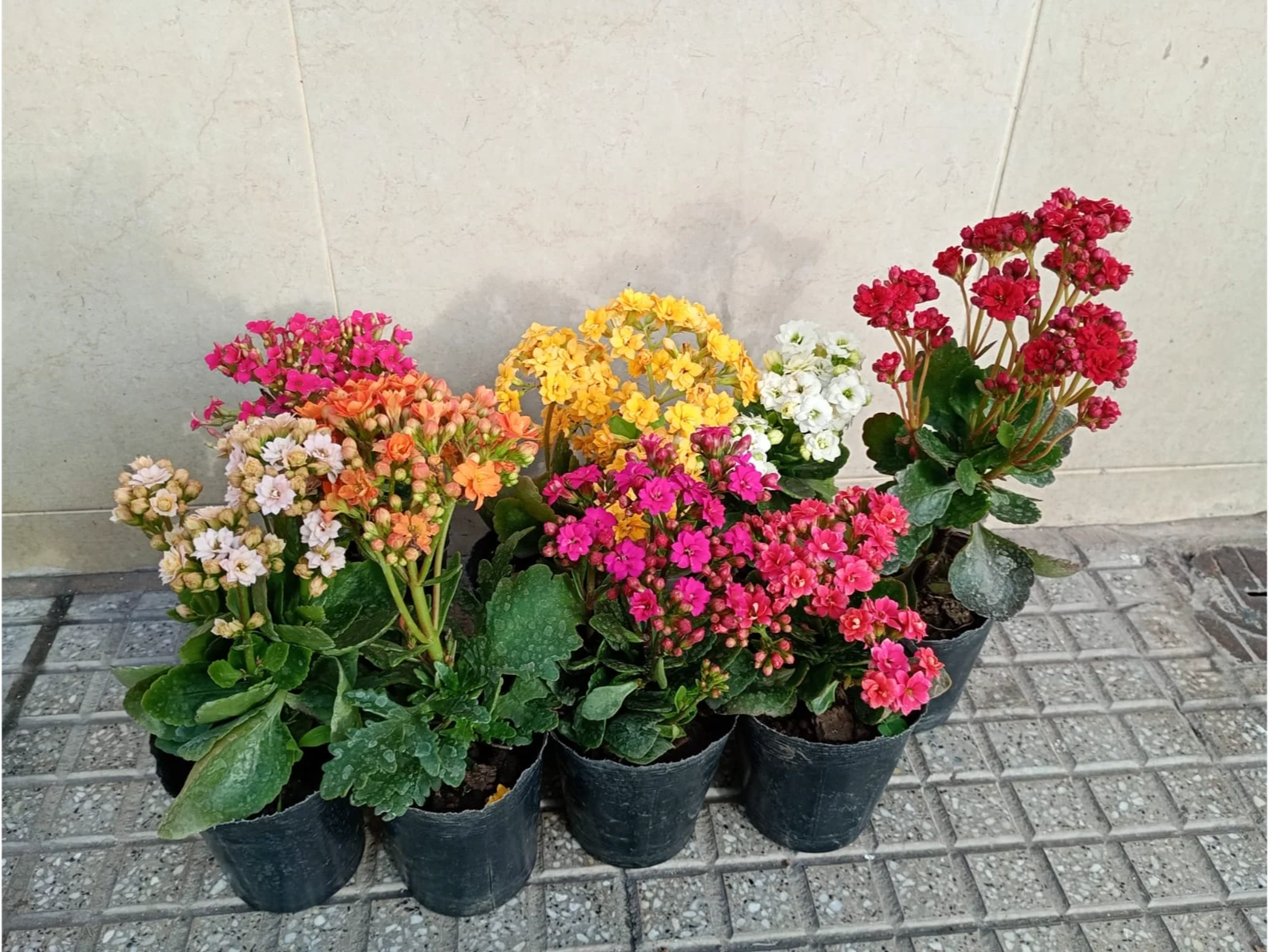 kalanchoes