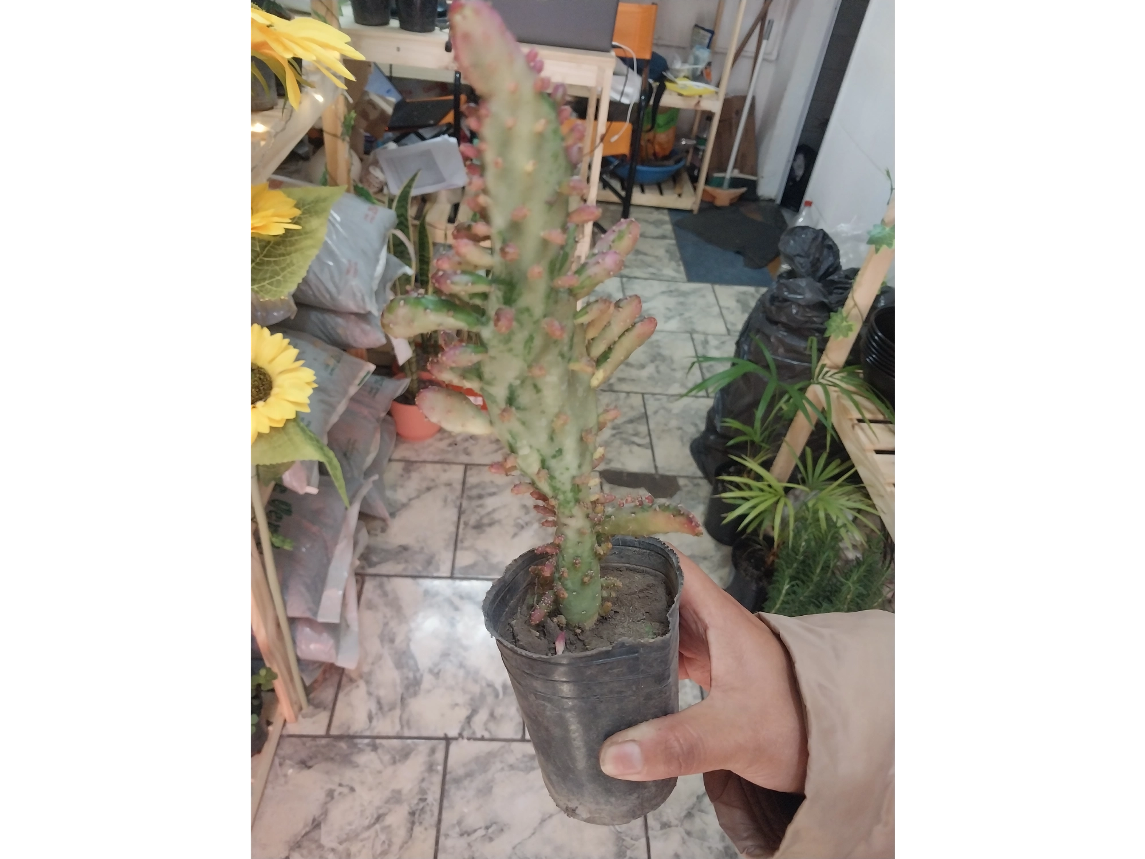 cactus de coleccion