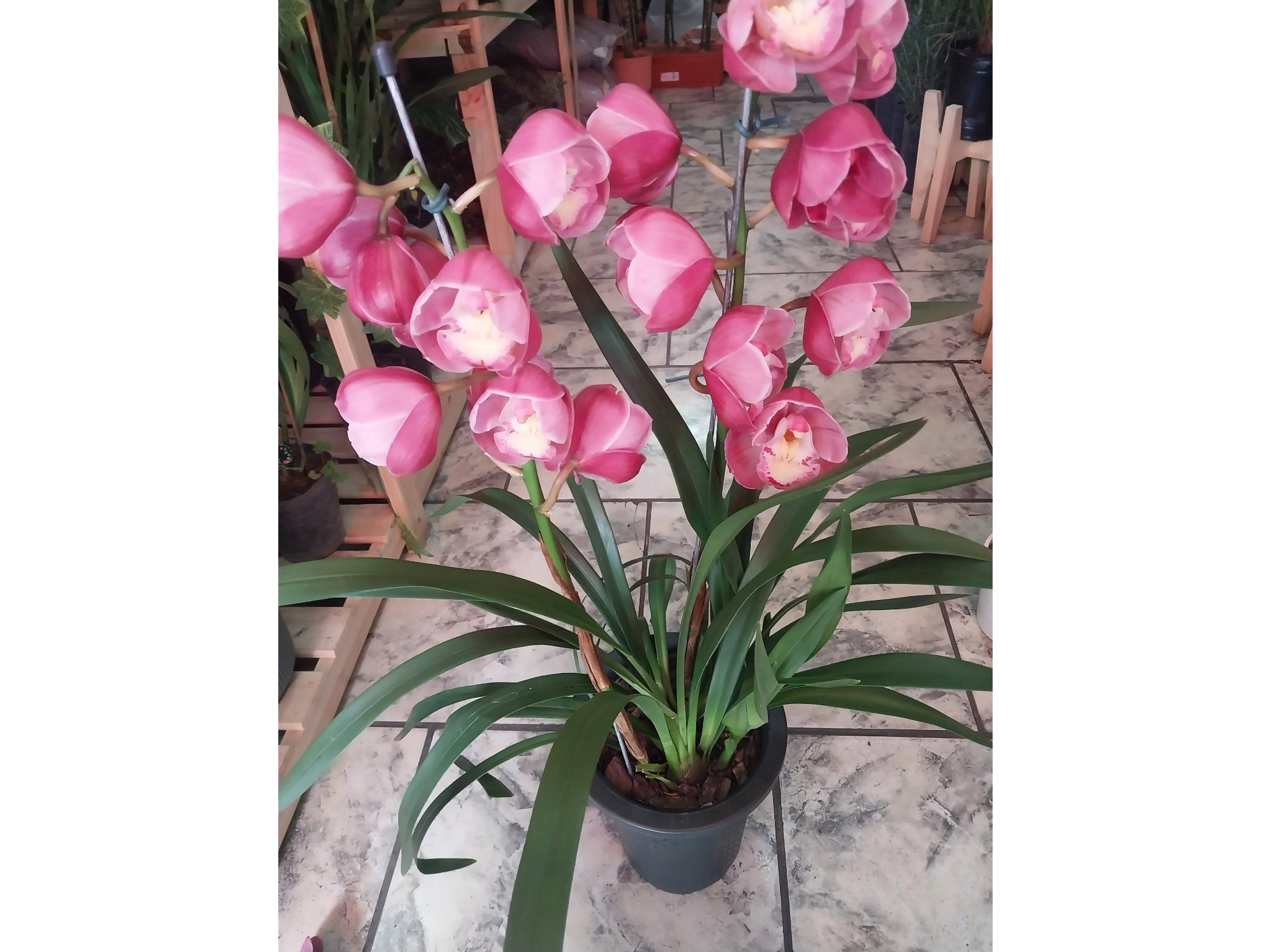 Orquideas Cymbidium