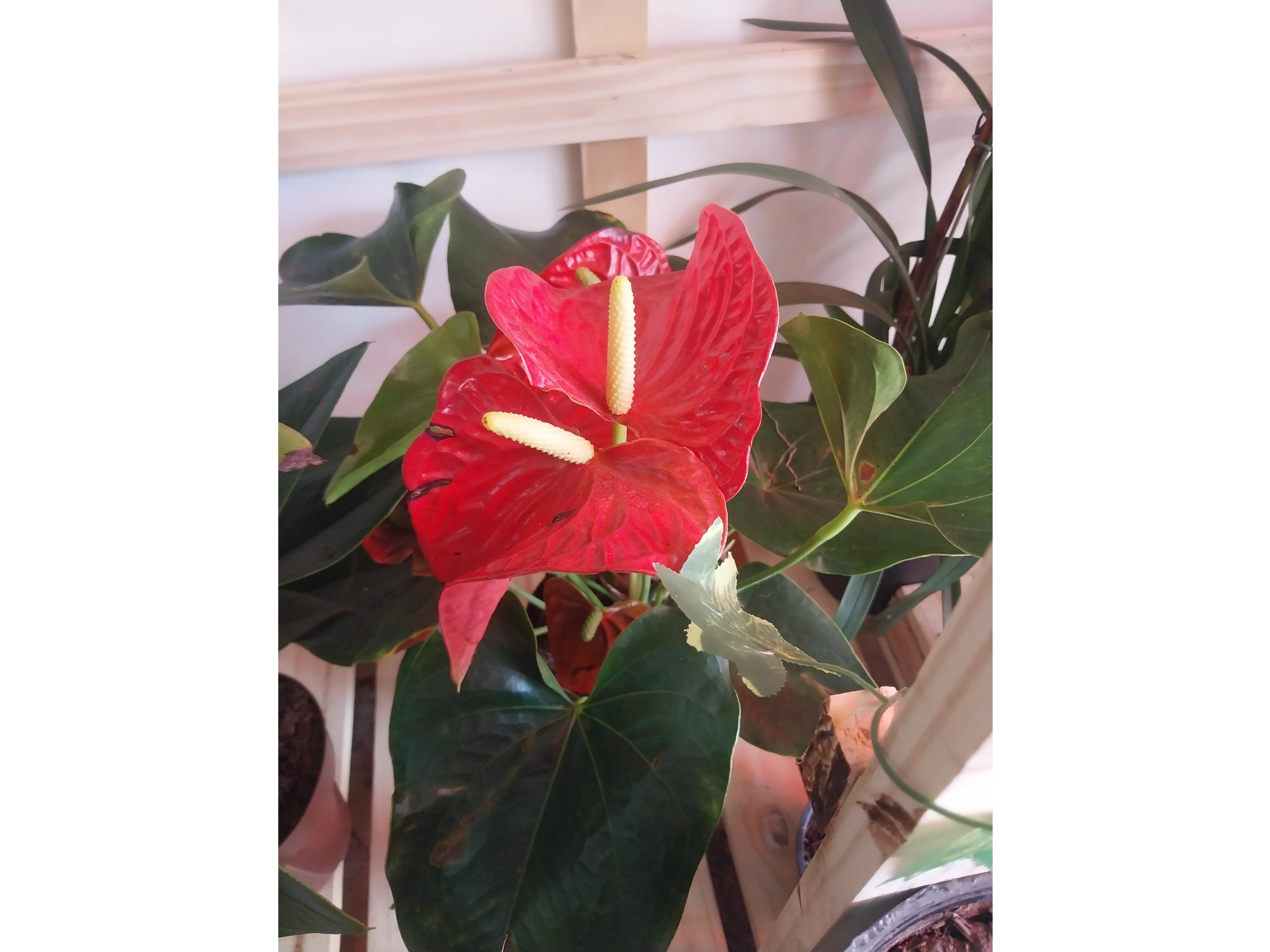 planta interiro anturium
