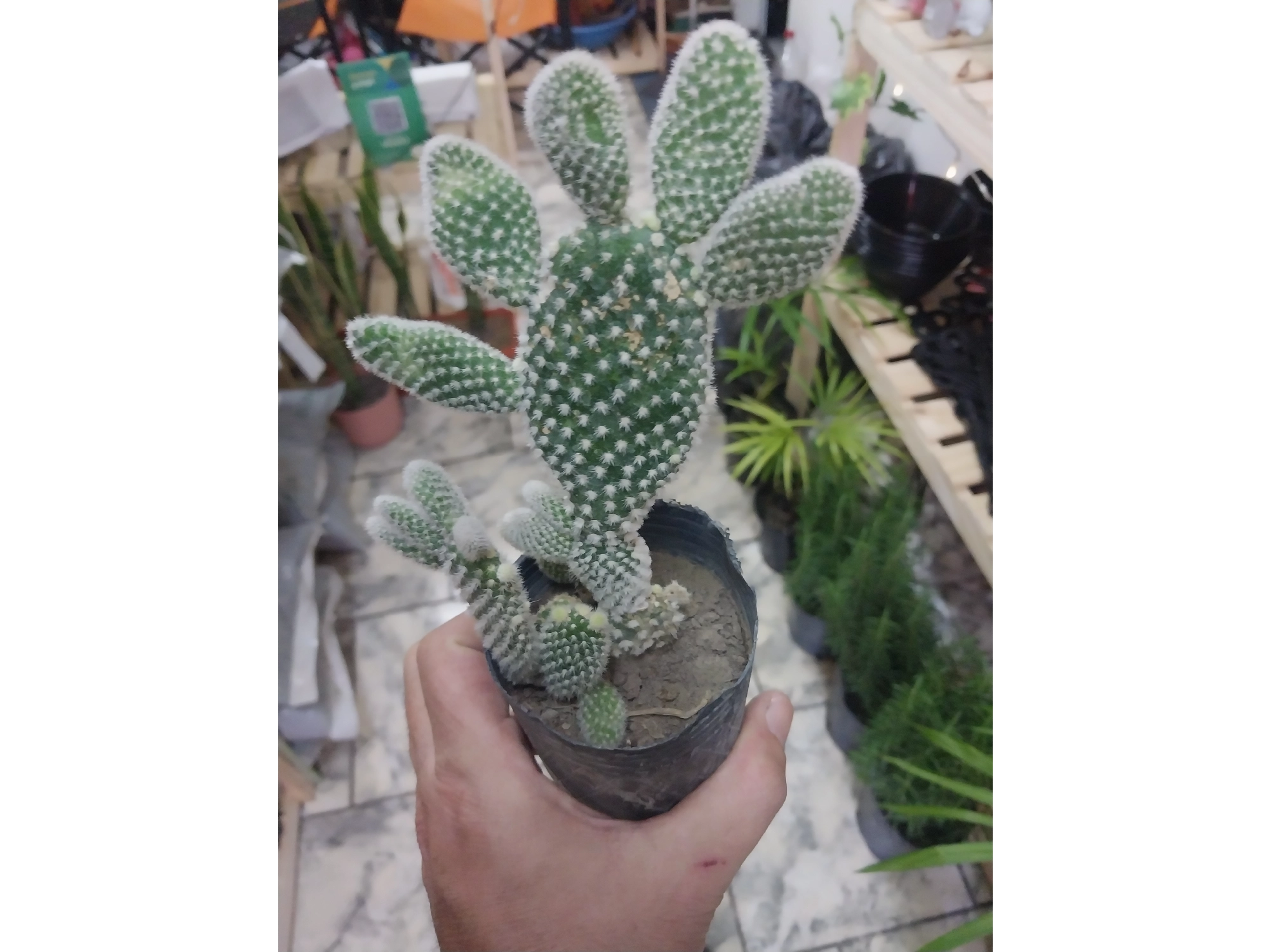 Cactus Mickey