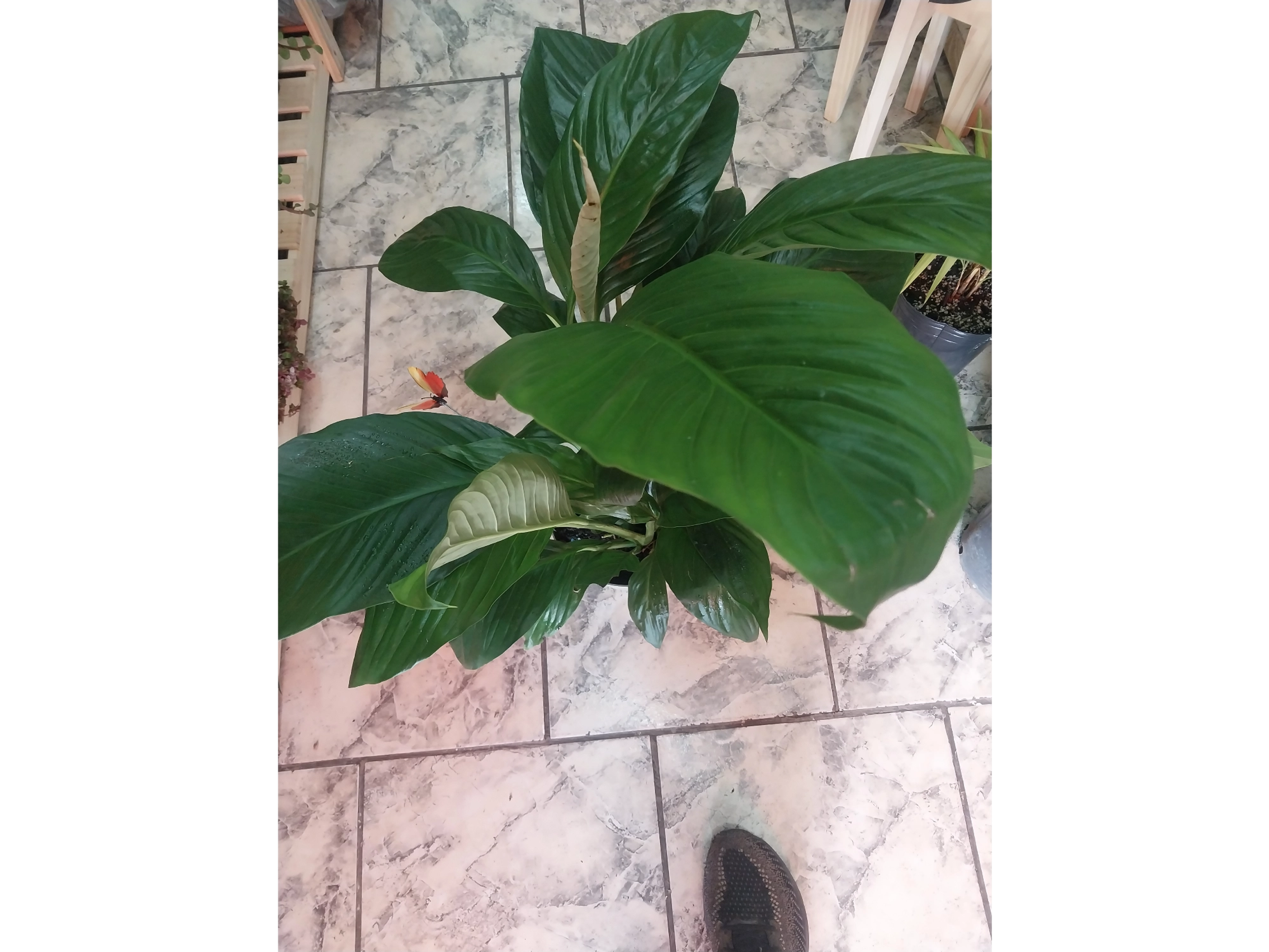 planta de interior spathy