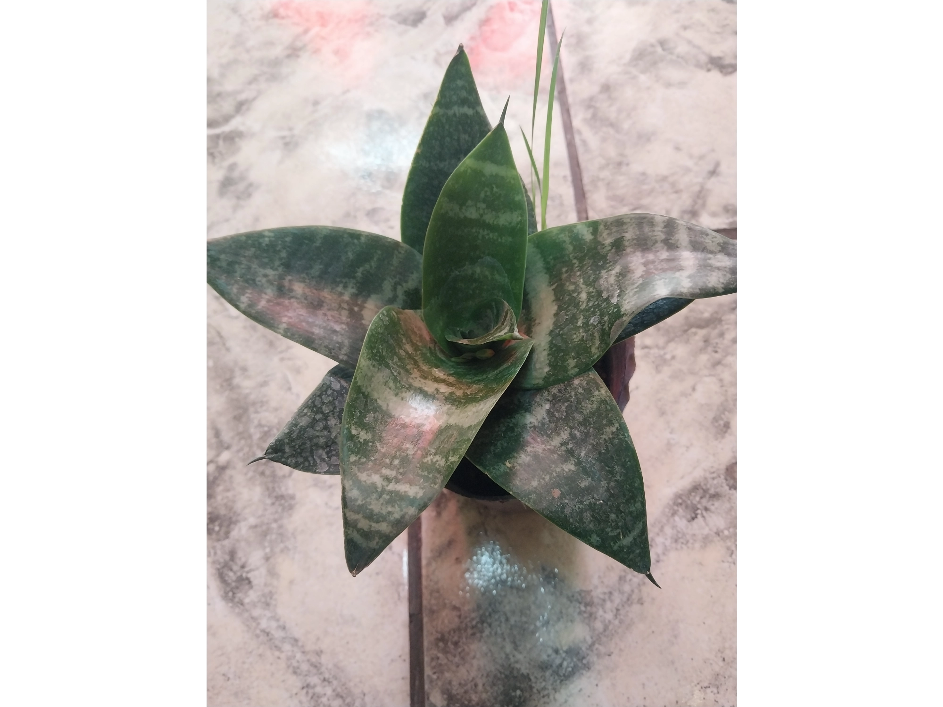 Sansiveria enana