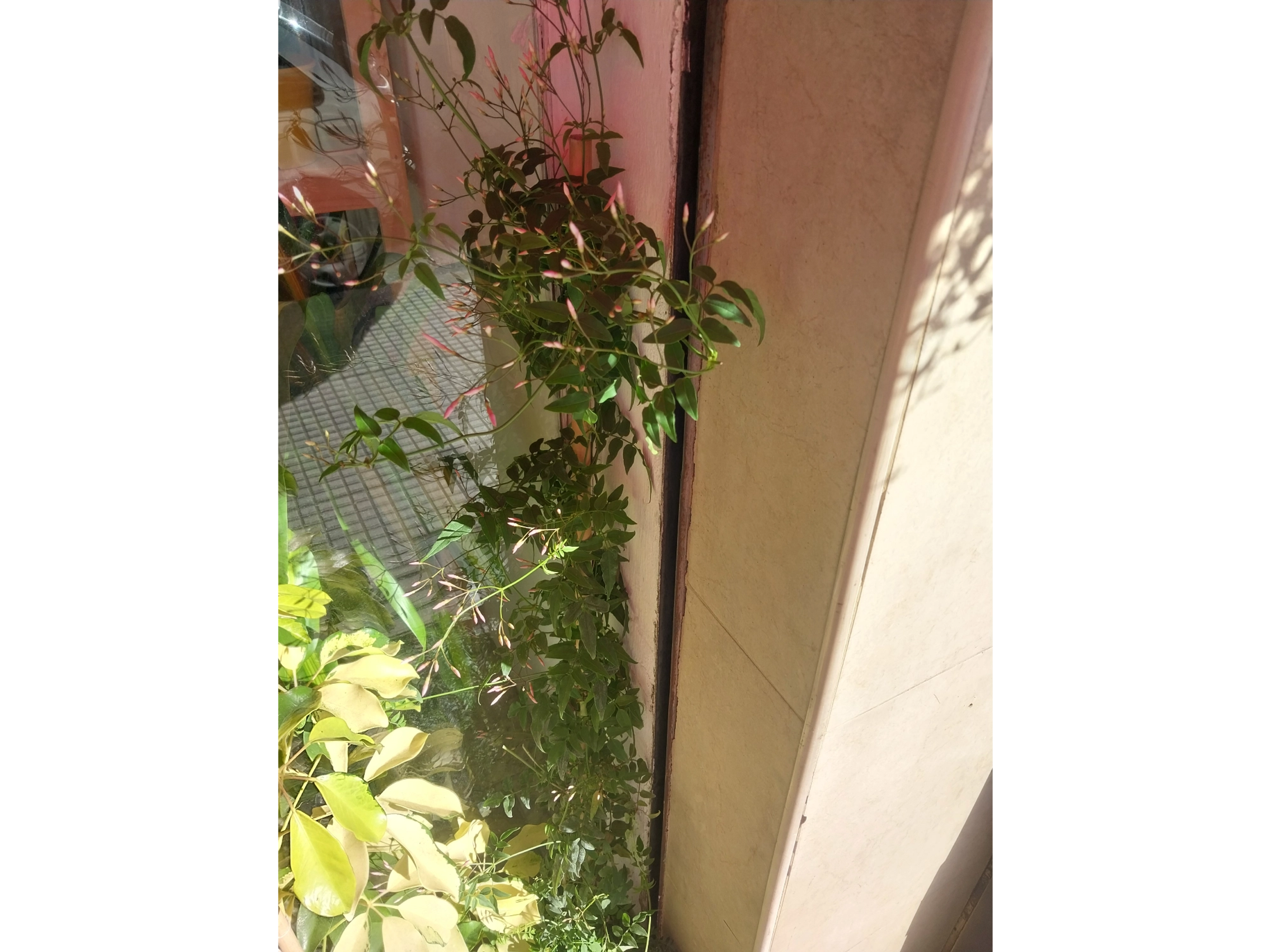planta jazmin chino