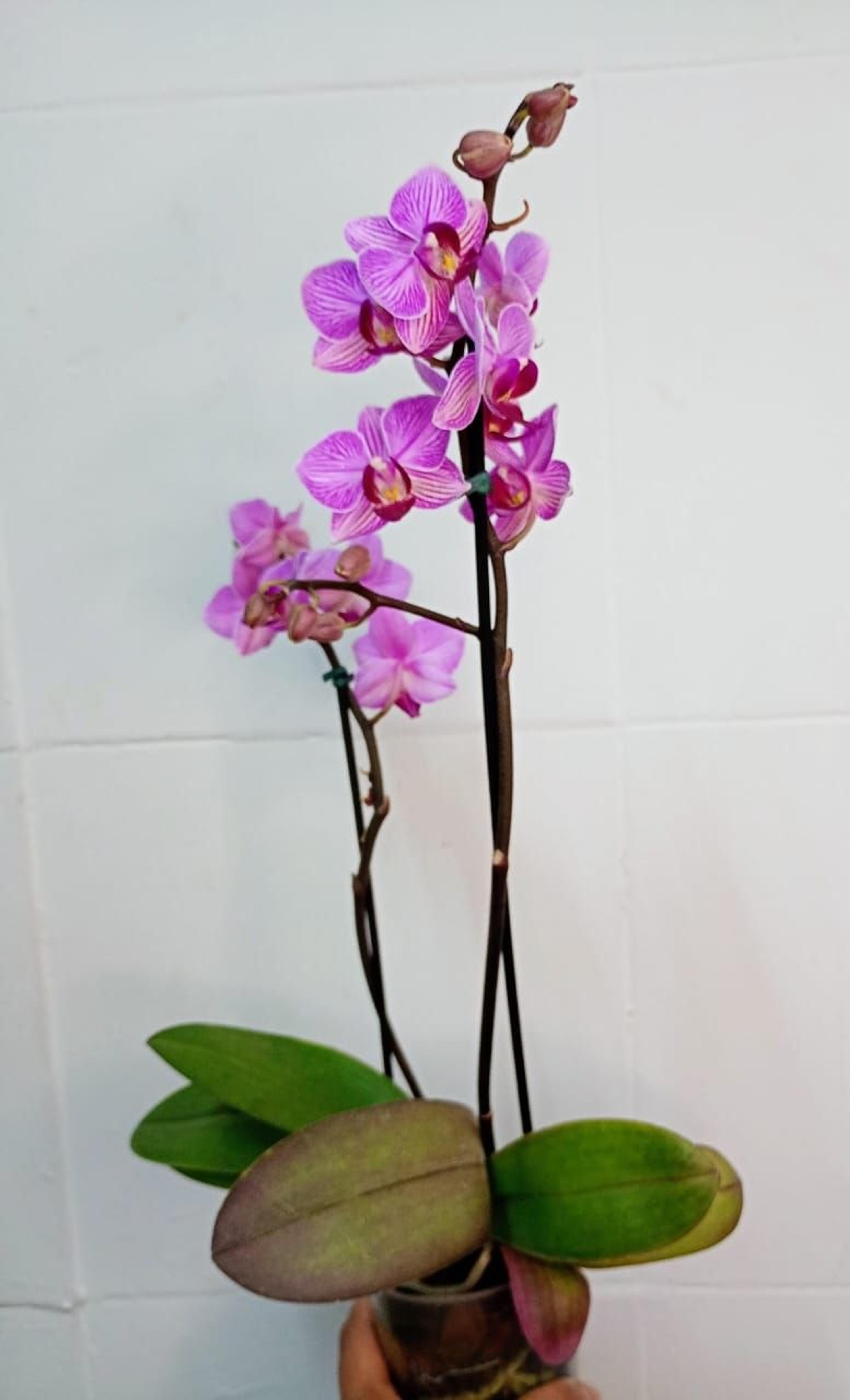 Orquídea Phalaenopsis