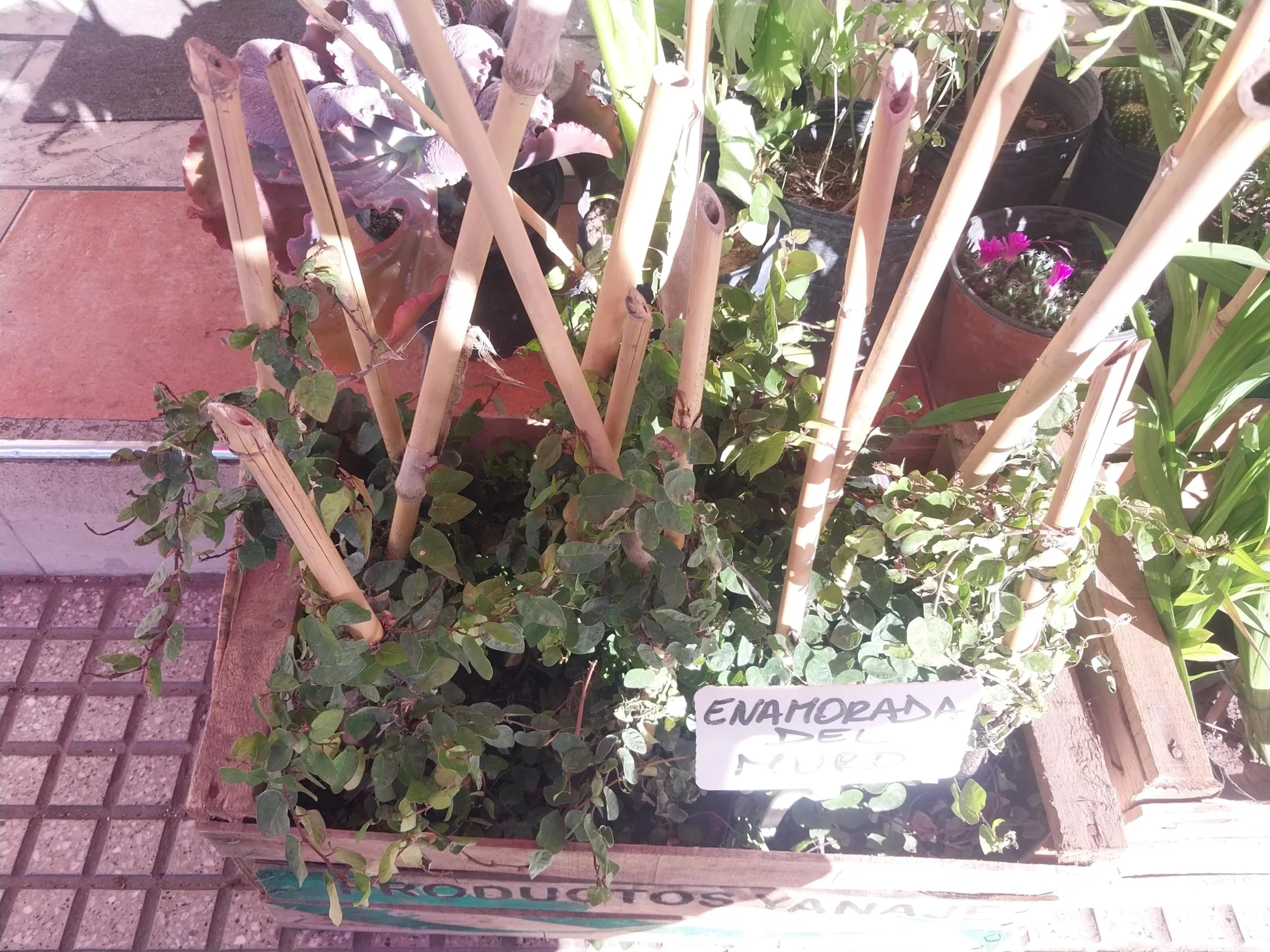 planta enamorada del muro