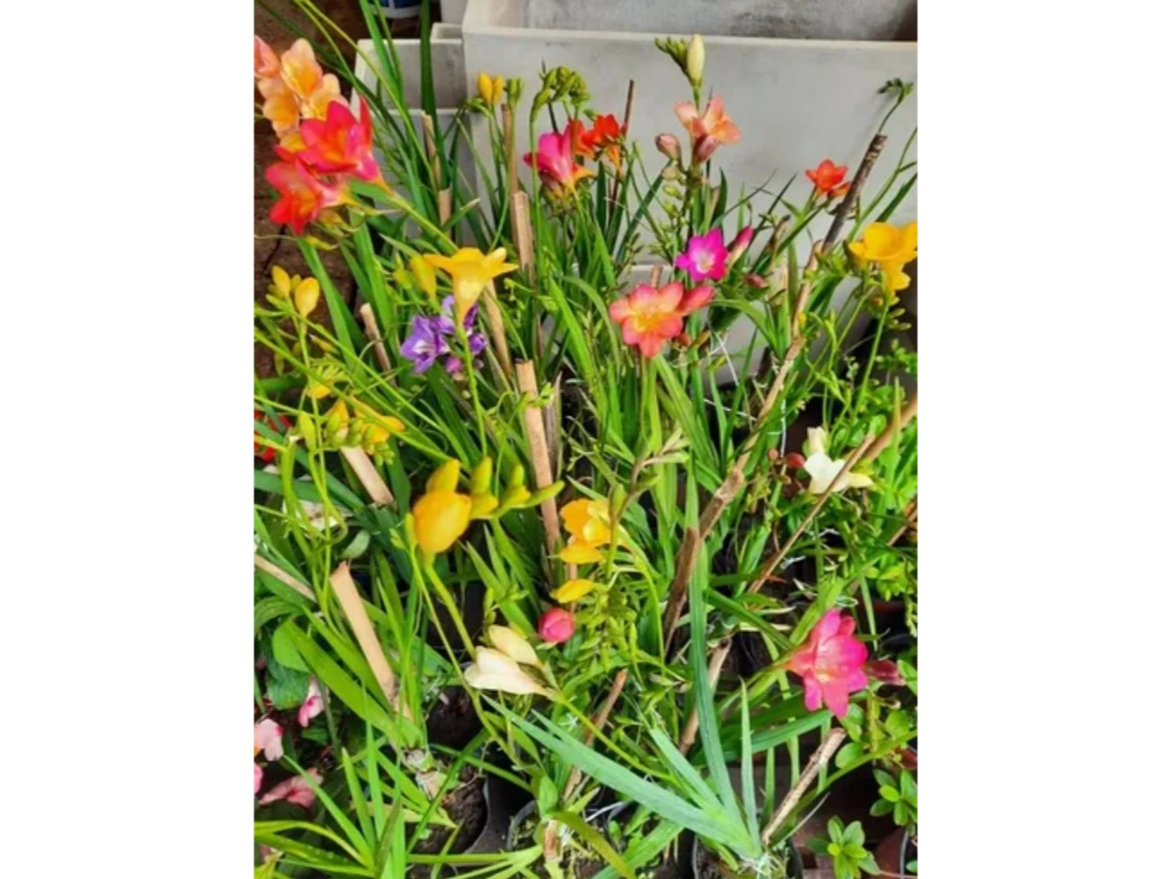 Fresias varios colores