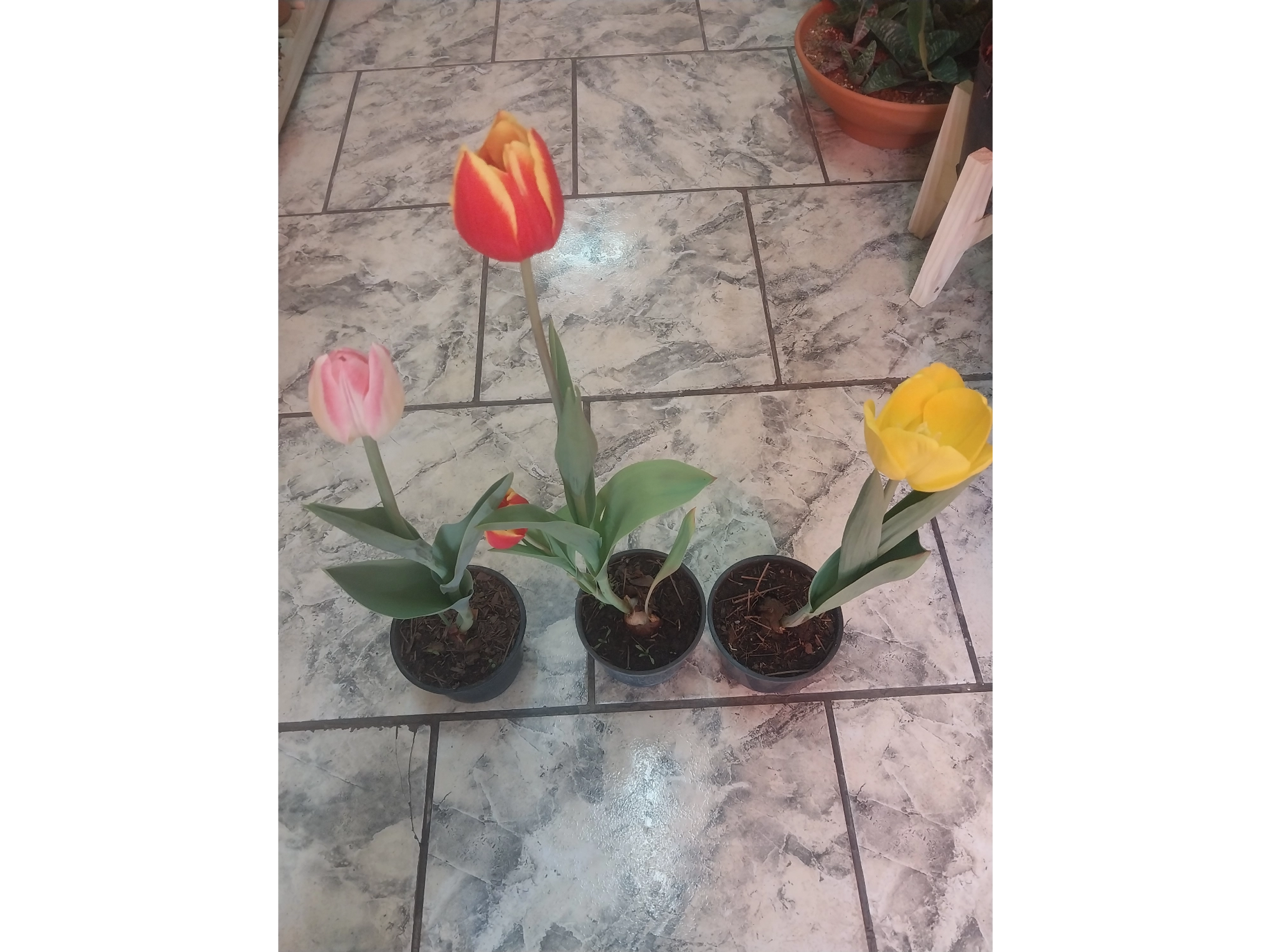 tulipanes