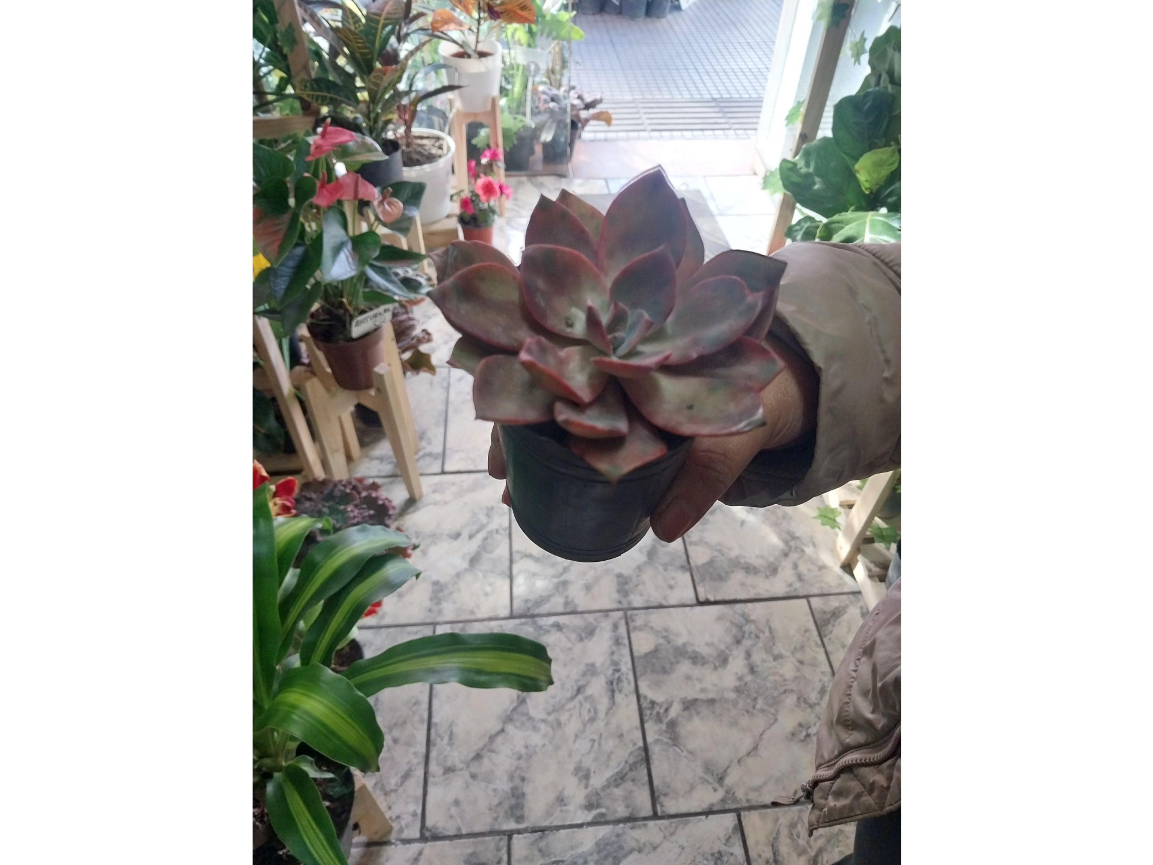 suculenta echeveria