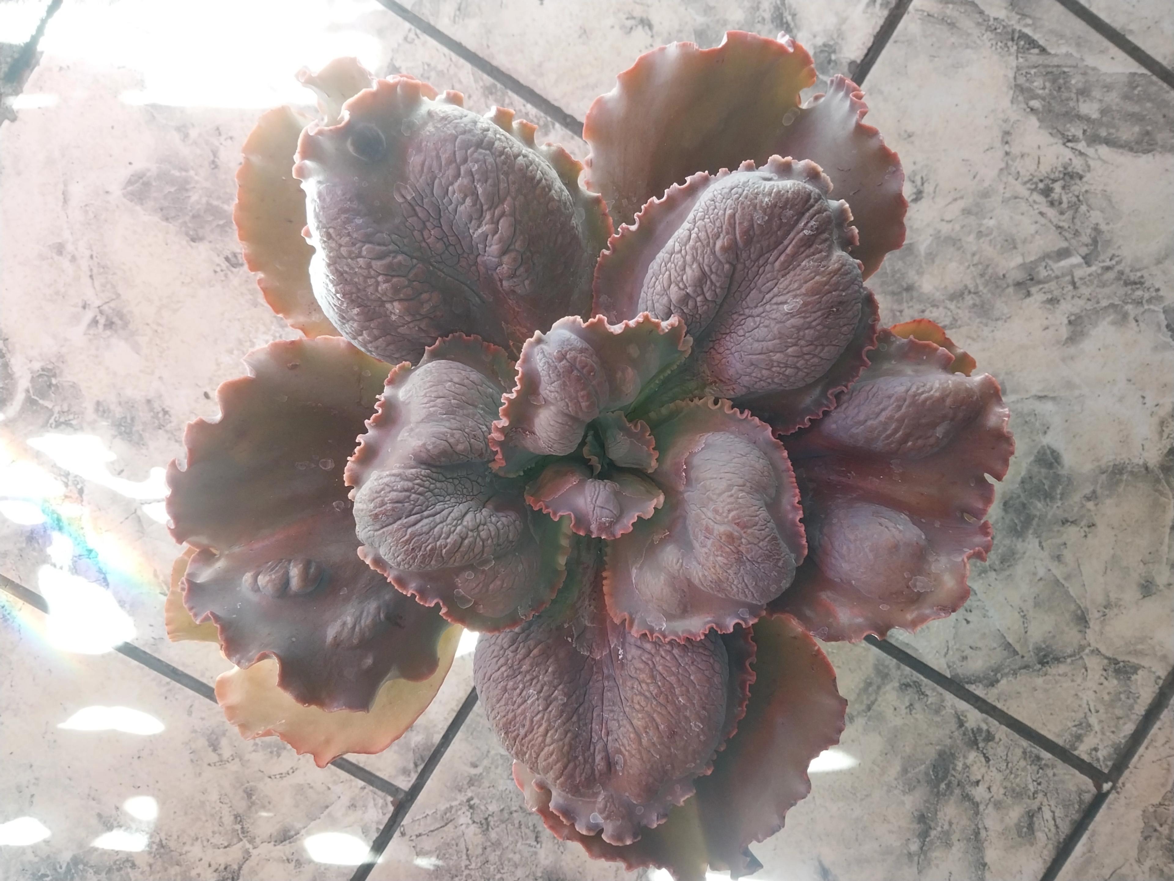 Suculenta de coleccion