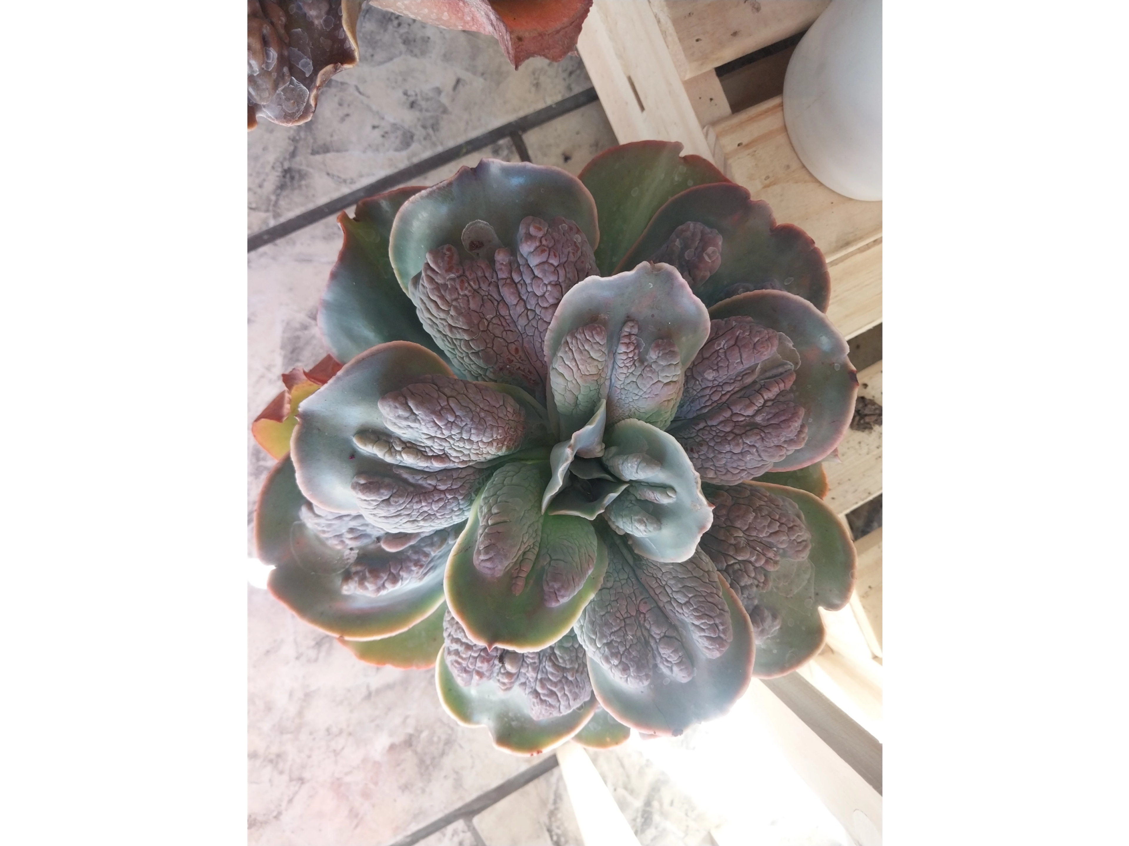 Suculenta de coleccion