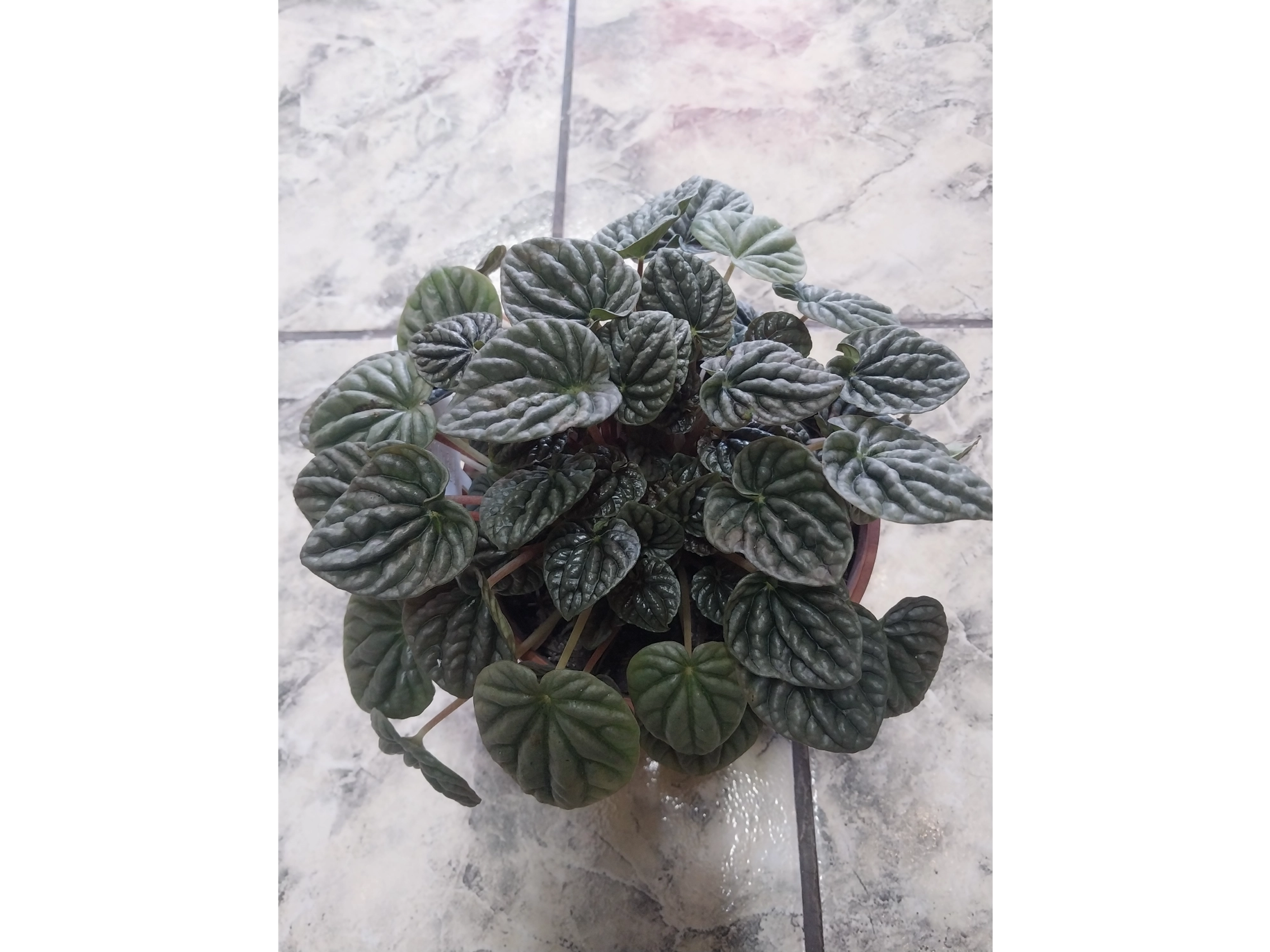 peperomia