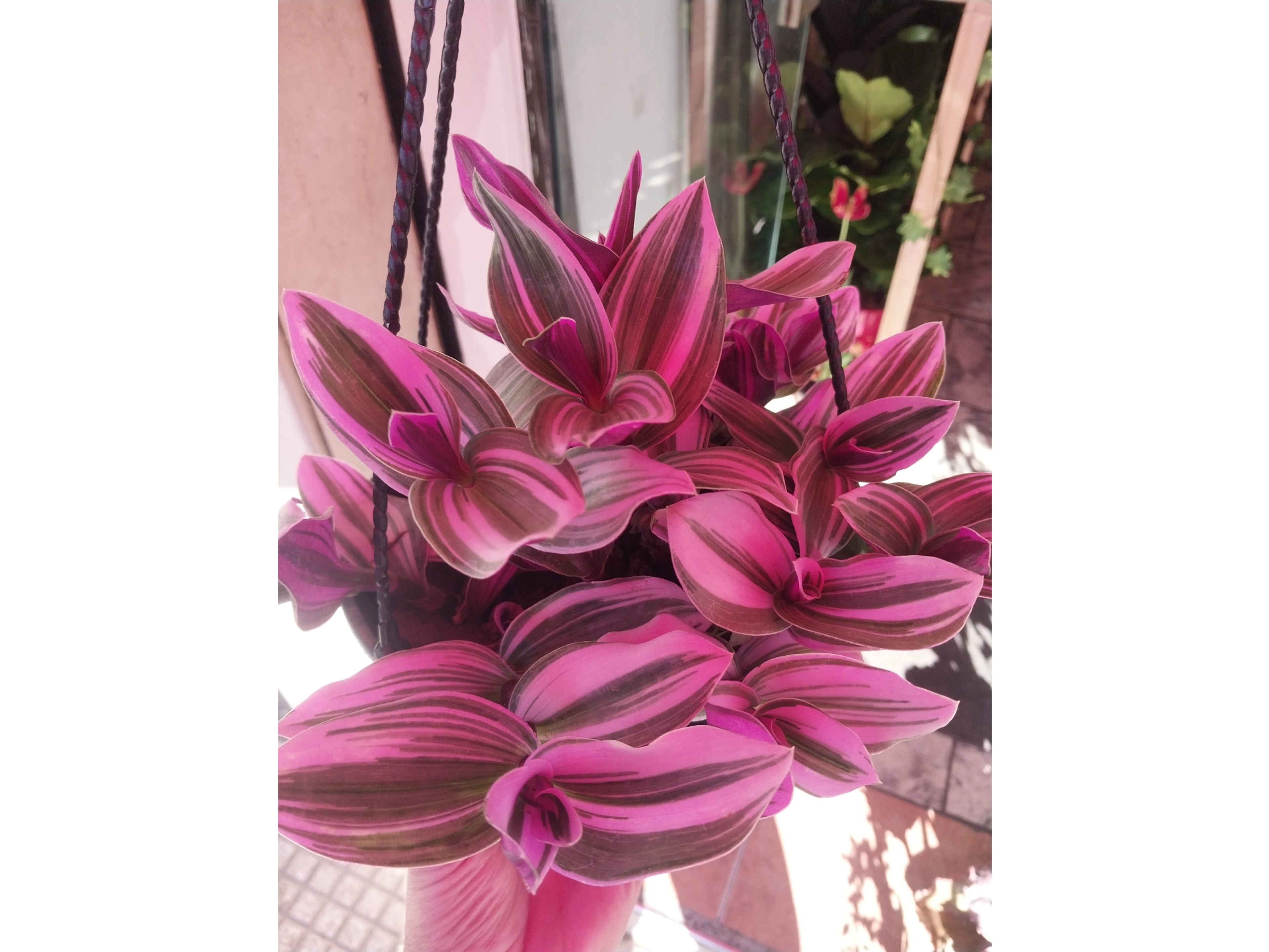 planta tradiscantia con maceta