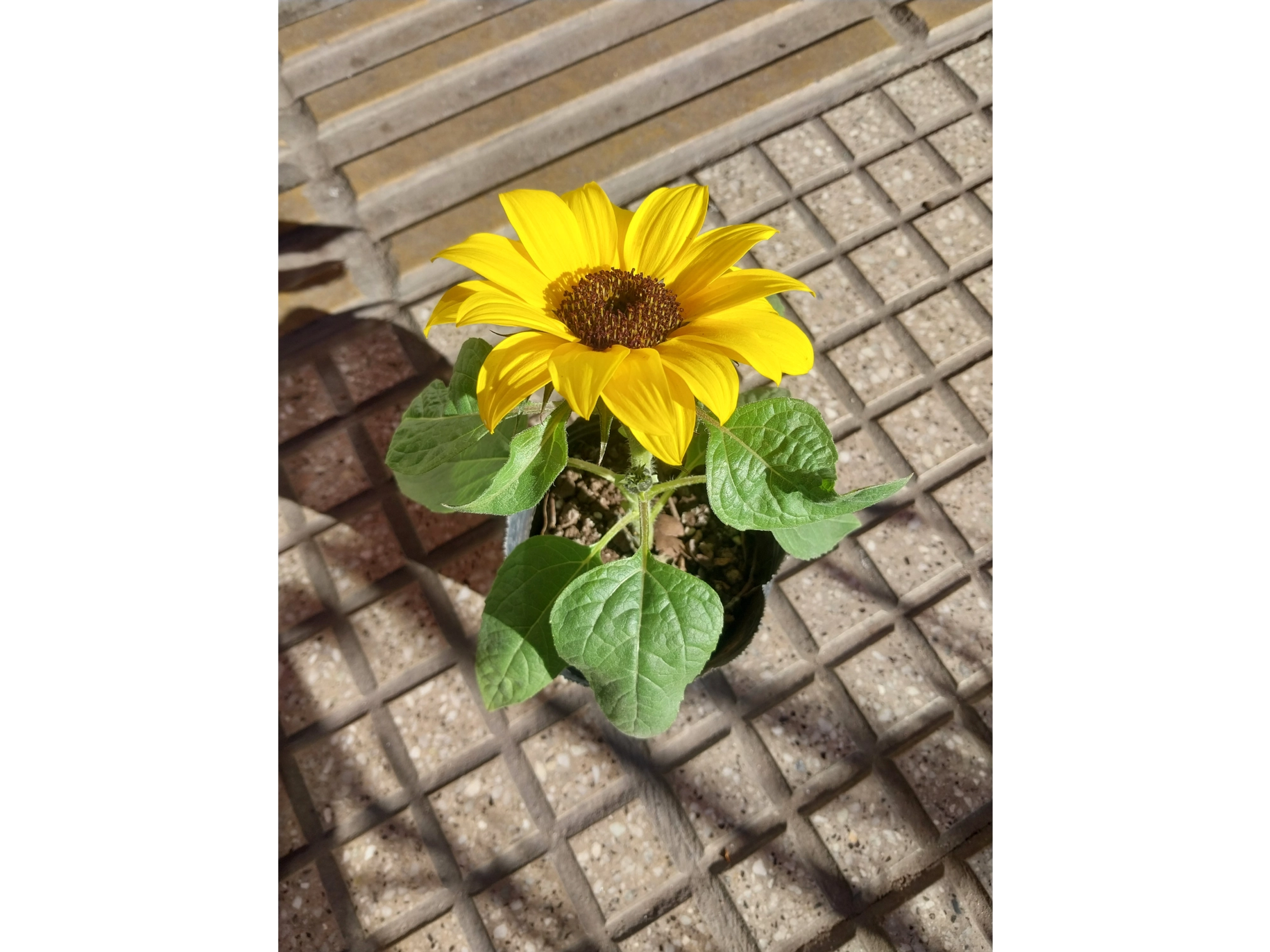 girasol plantin