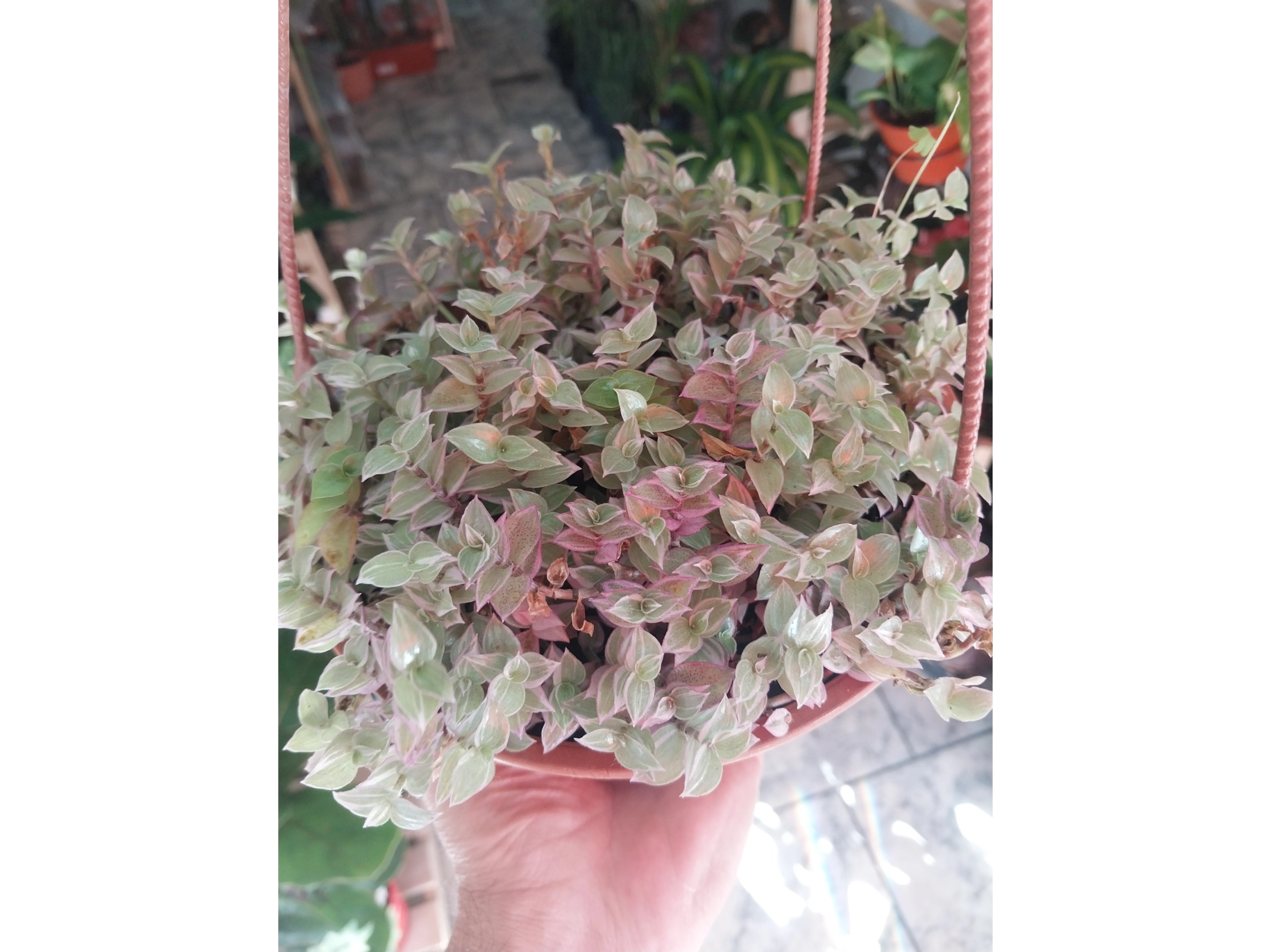 planta peluca con maceta
