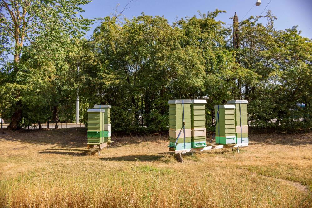Roland the beekeeper-galleryimage-1