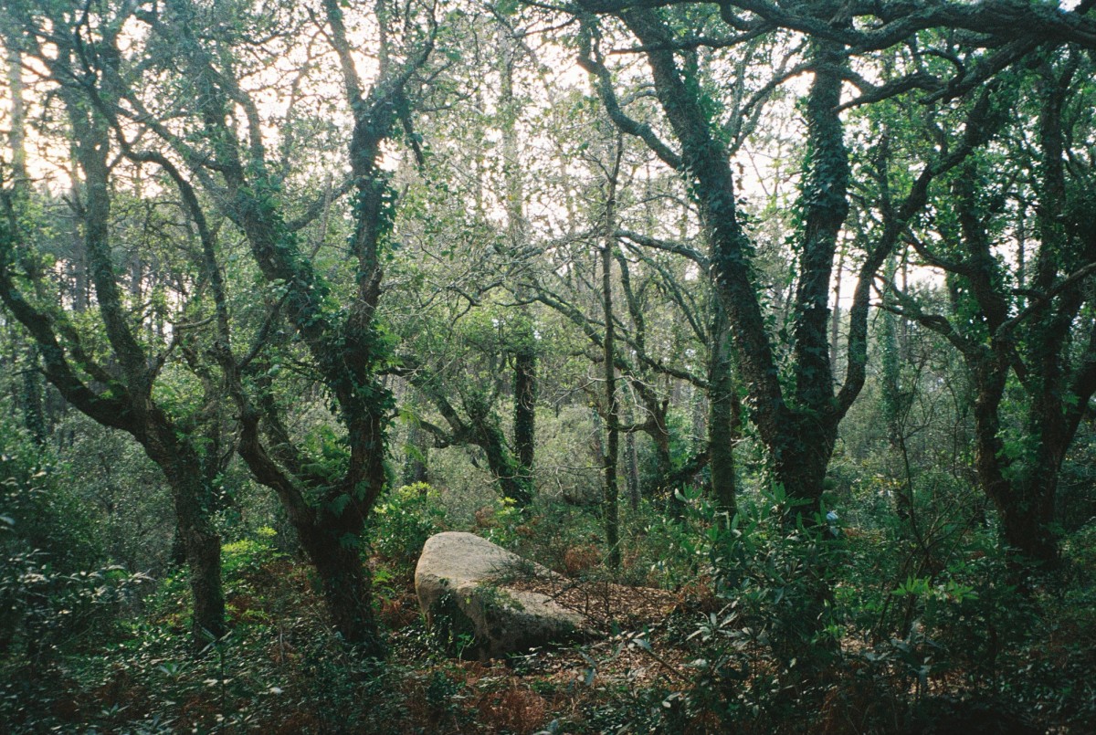 Analog