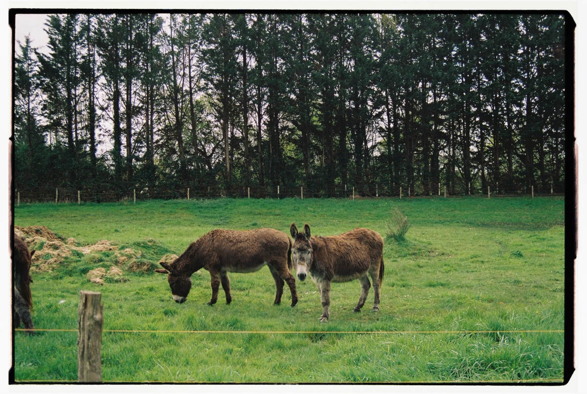 Analog